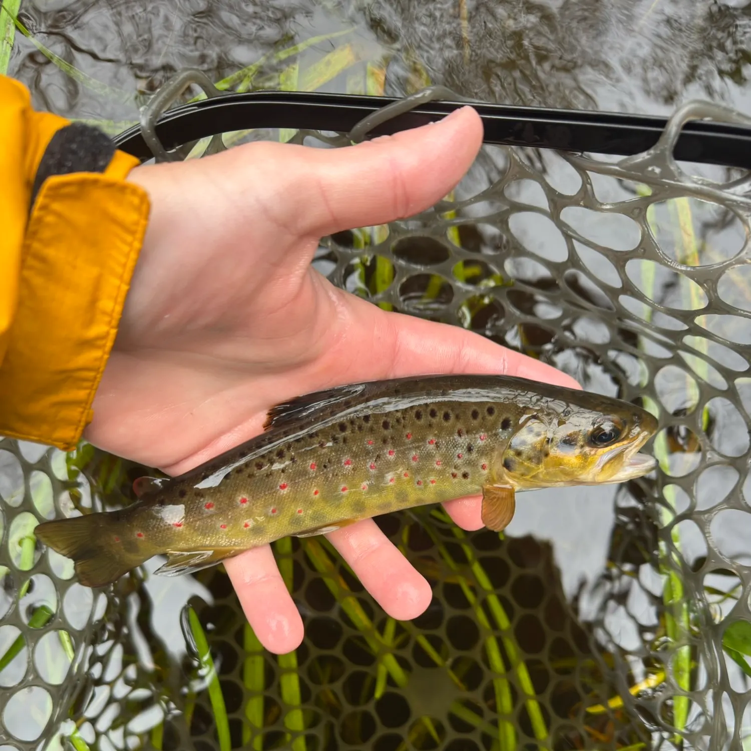 Brown trout caught on Fishbrain