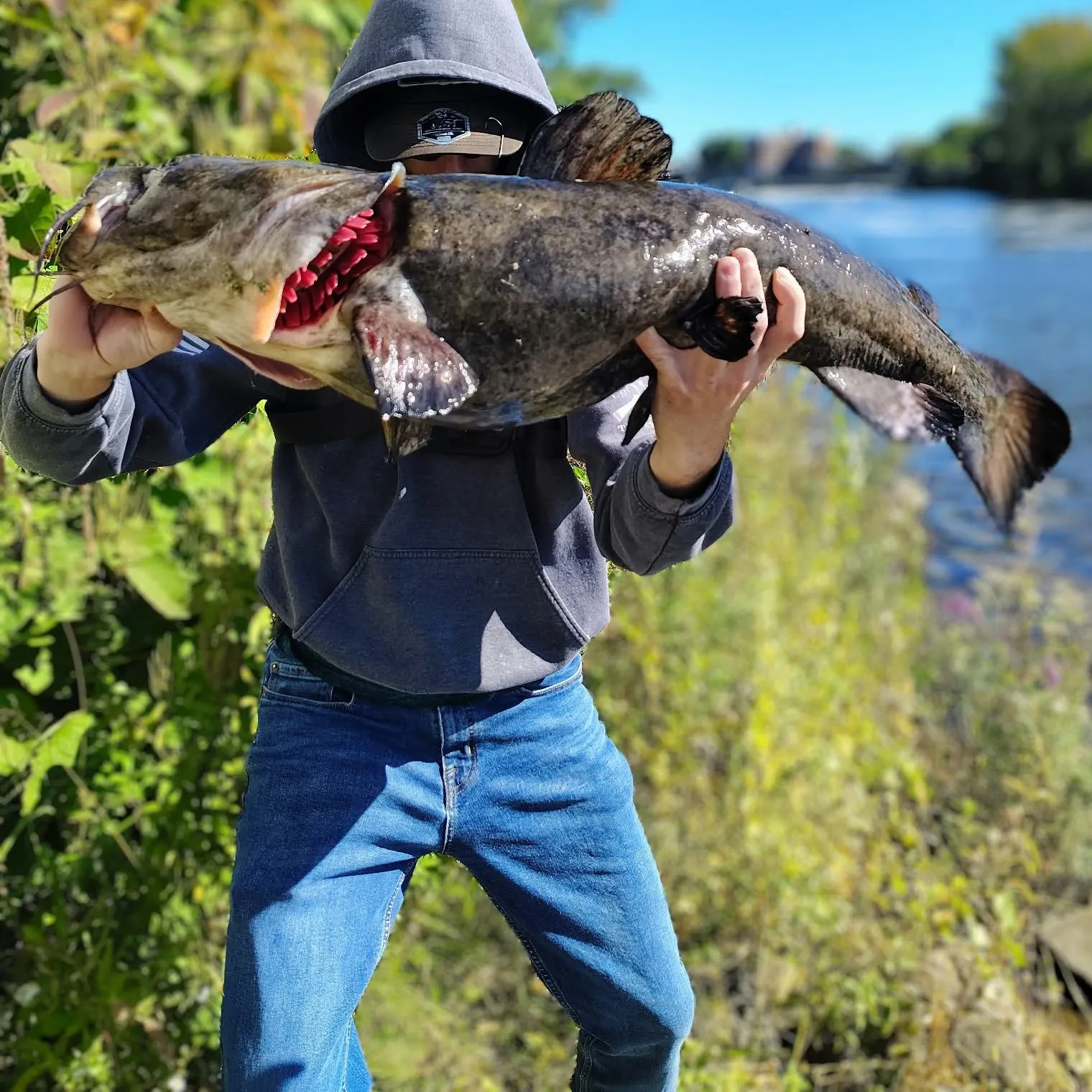 Flathead catfish caught on Fishbrain