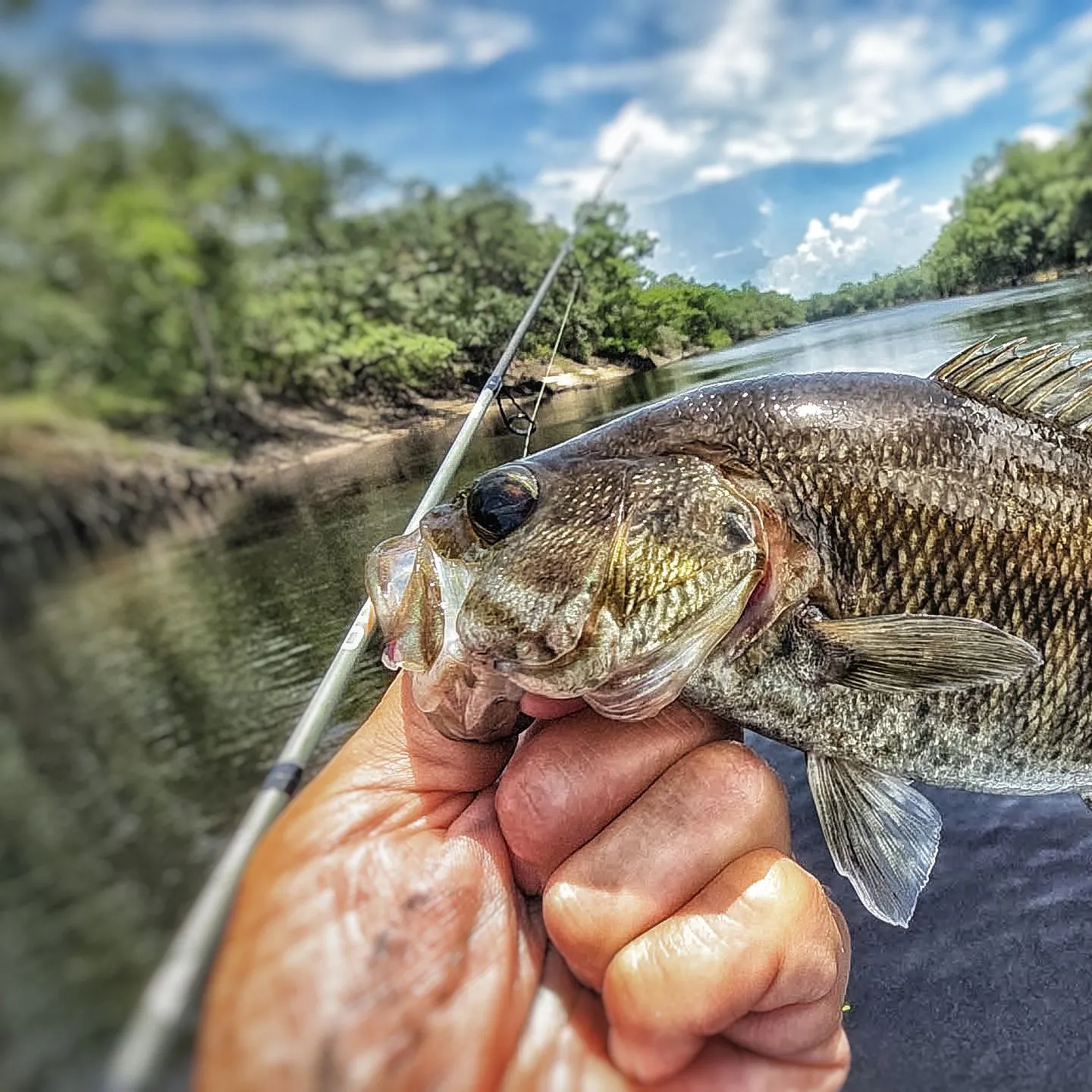 The most recent Suwannee bass catches on Fishbrain