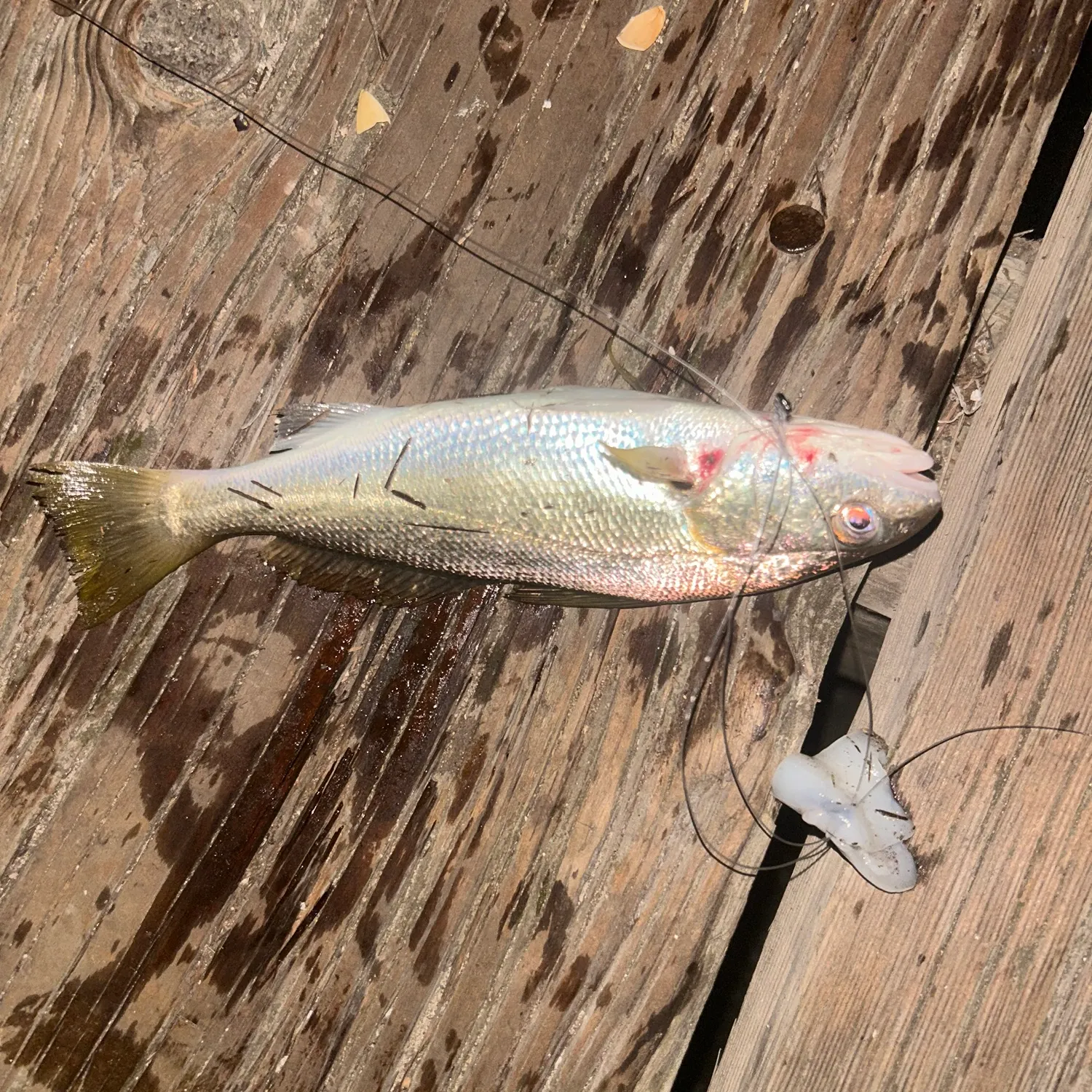 Yellowfin croaker caught on Fishbrain