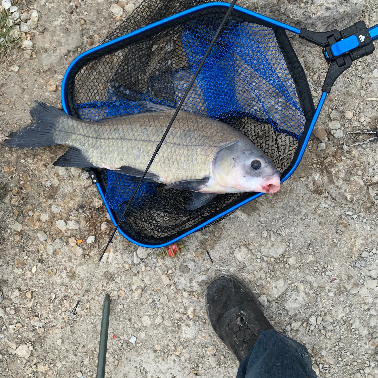 The most recent Smallmouth buffalo catches on Fishbrain
