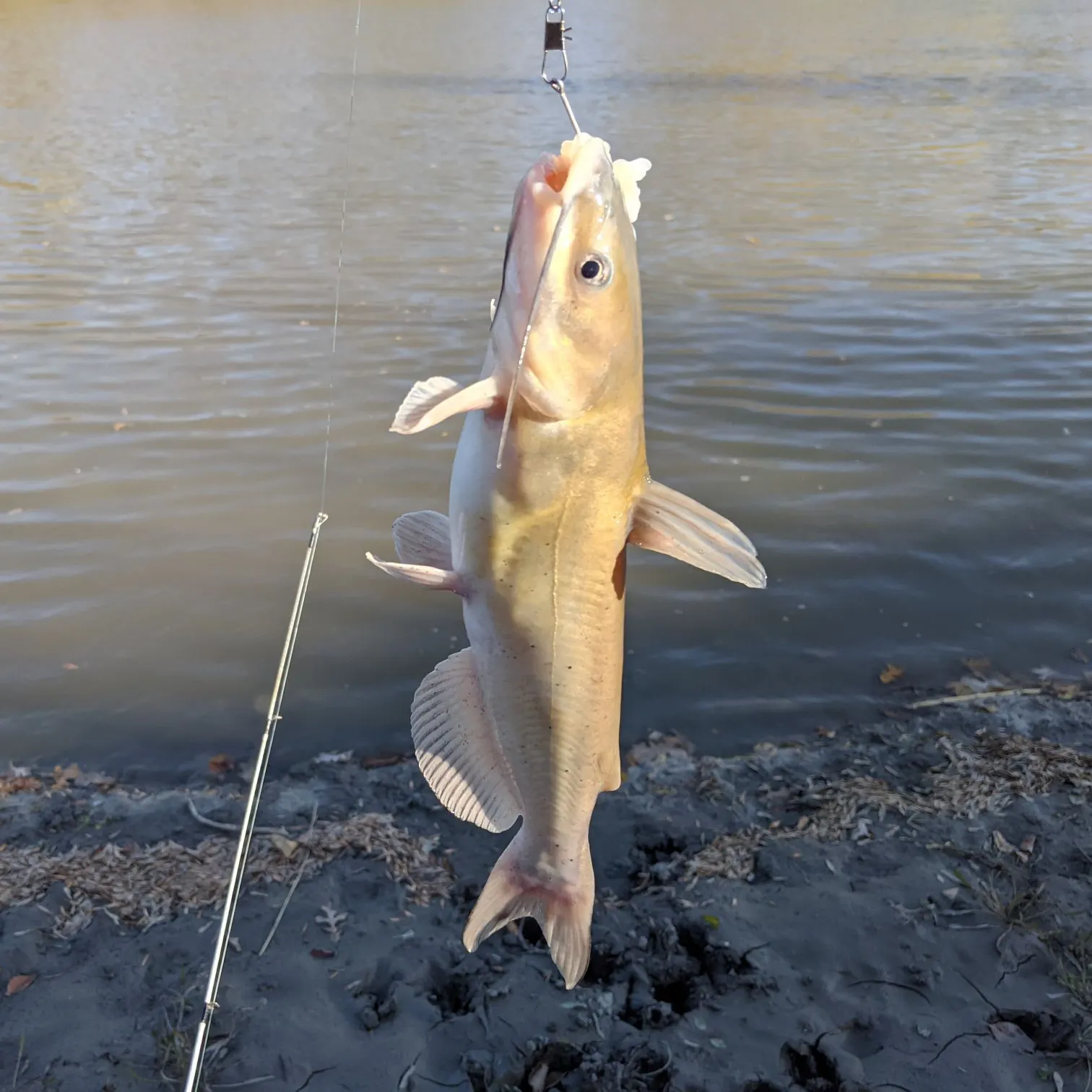 Channel catfish caught on Fishbrain