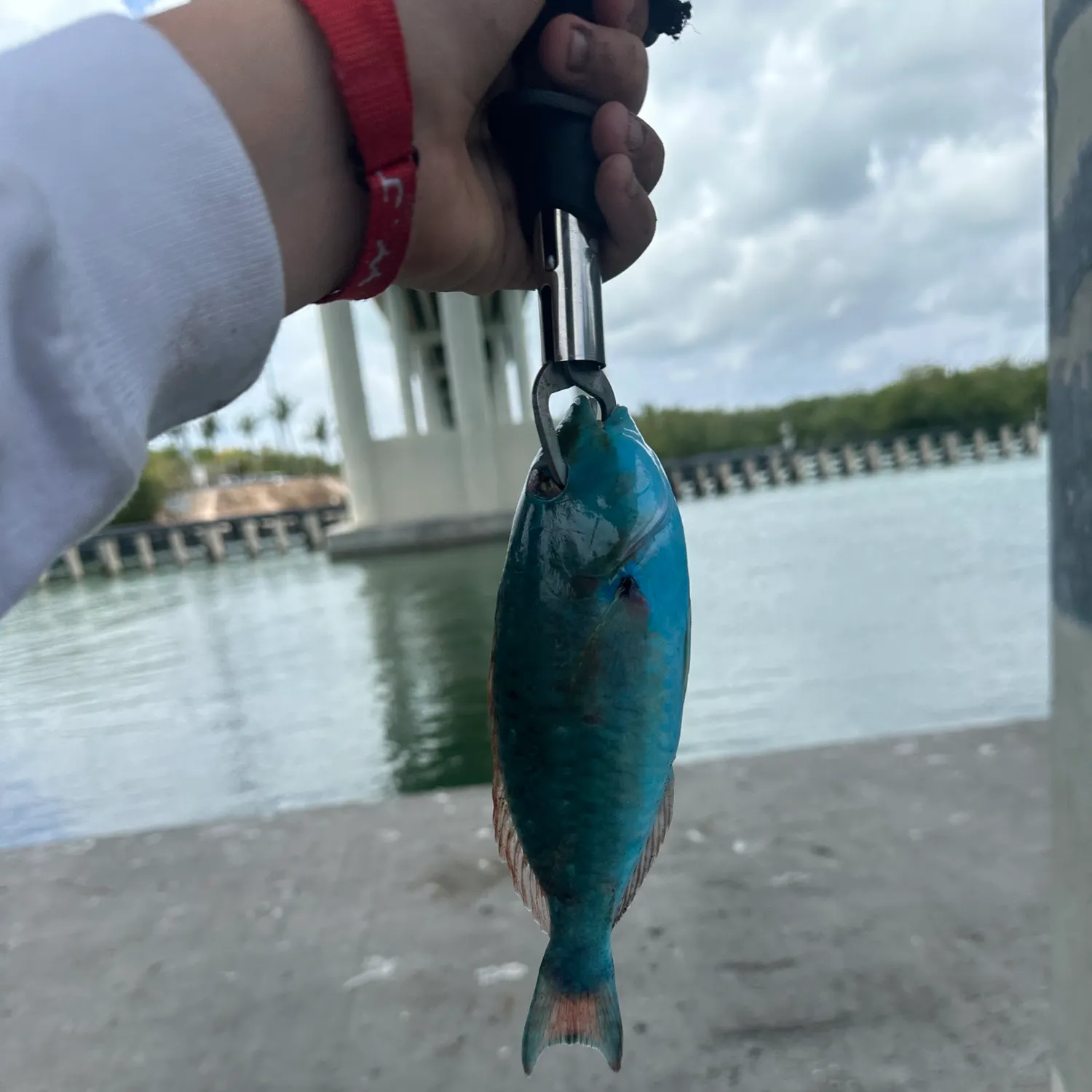 The most recent Ember parrotfish catches on Fishbrain