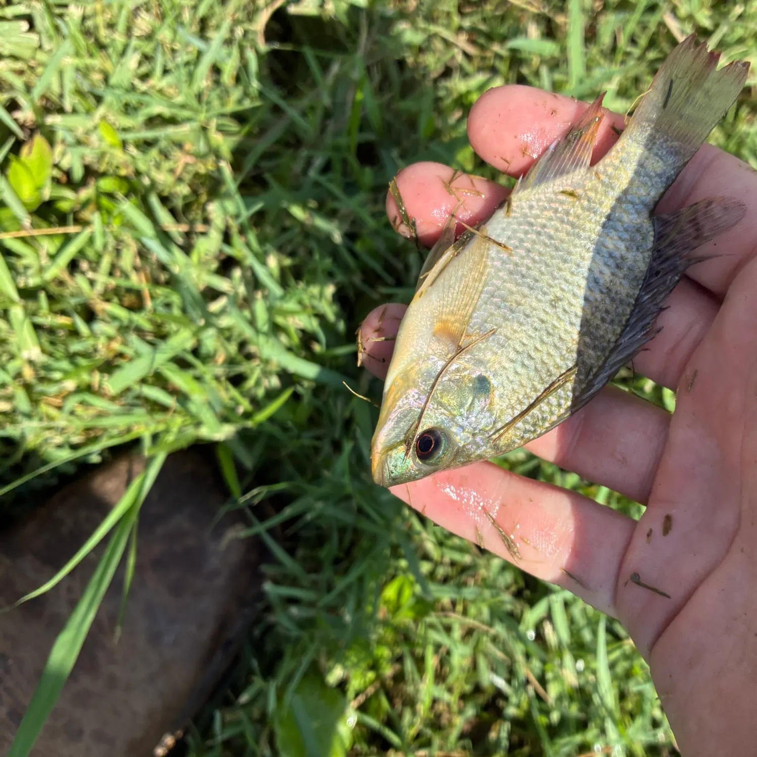 Blue tilapia caught on Fishbrain
