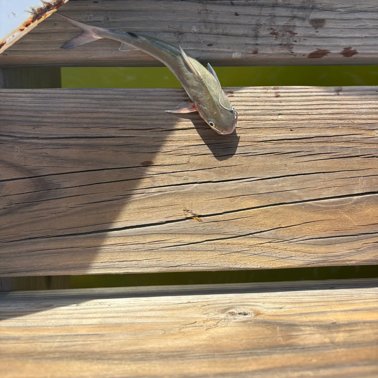 Hardhead sea catfish caught on Fishbrain