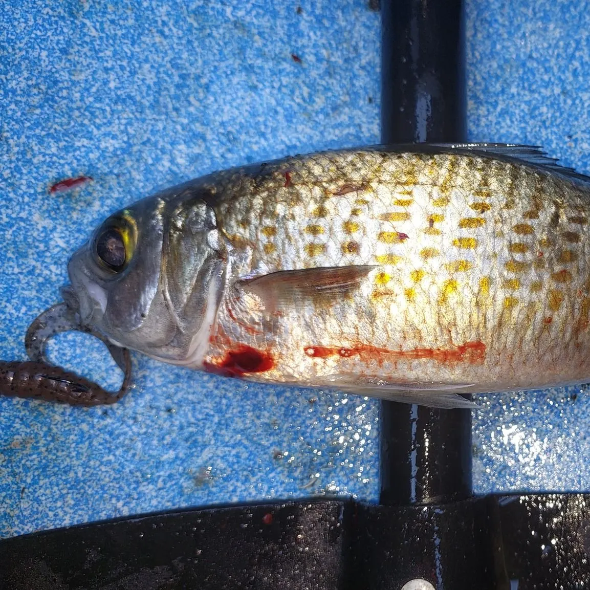 The most recent Australian ruff catches on Fishbrain