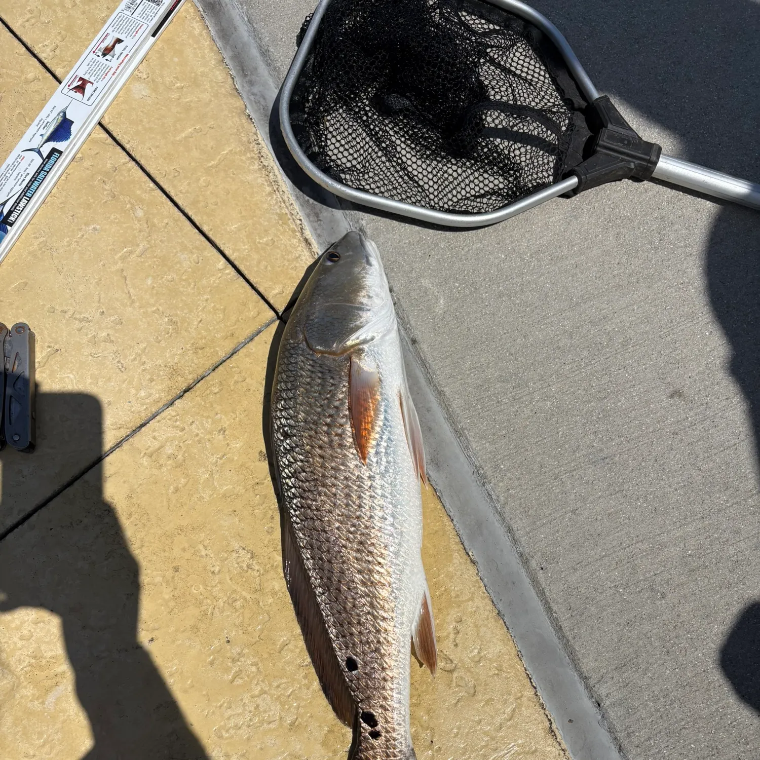 Red drum caught on Fishbrain