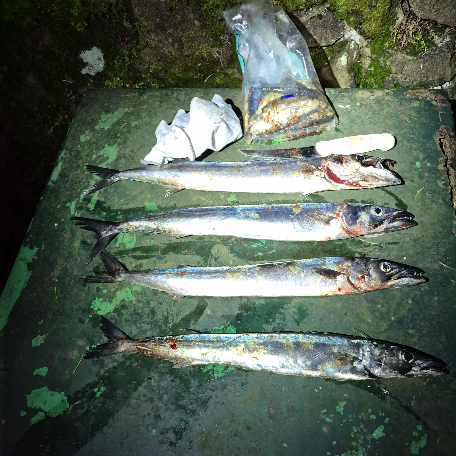 recently logged catches