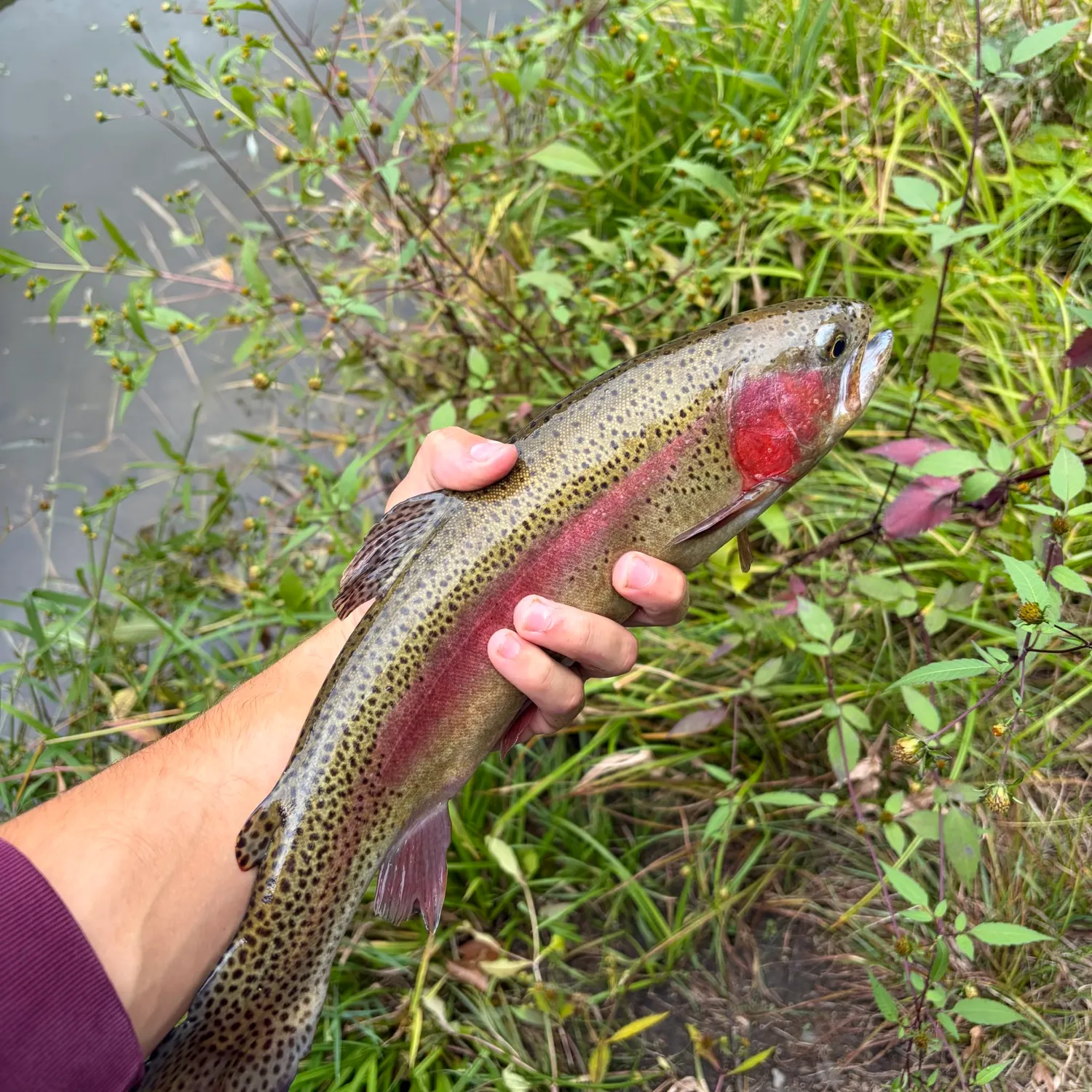 Rainbow trout caught on Fishbrain