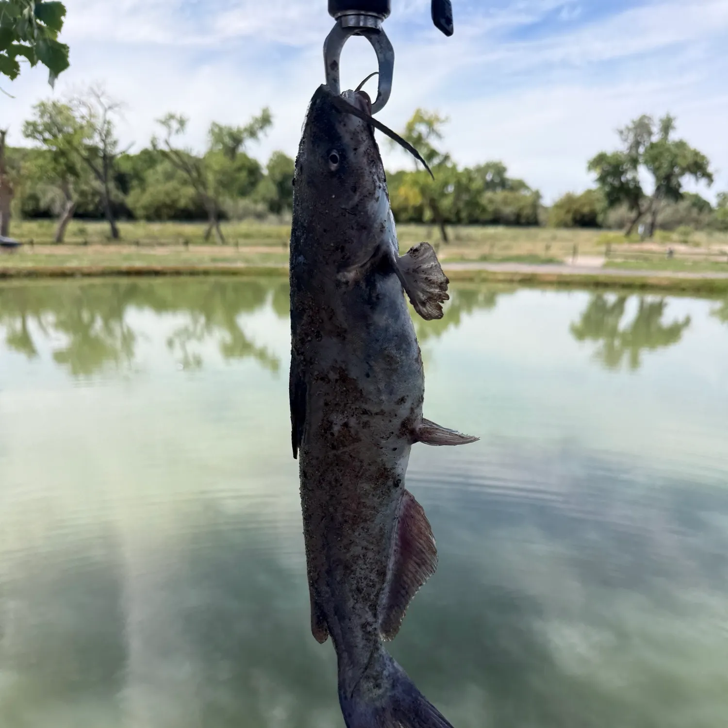 Channel catfish caught on Fishbrain