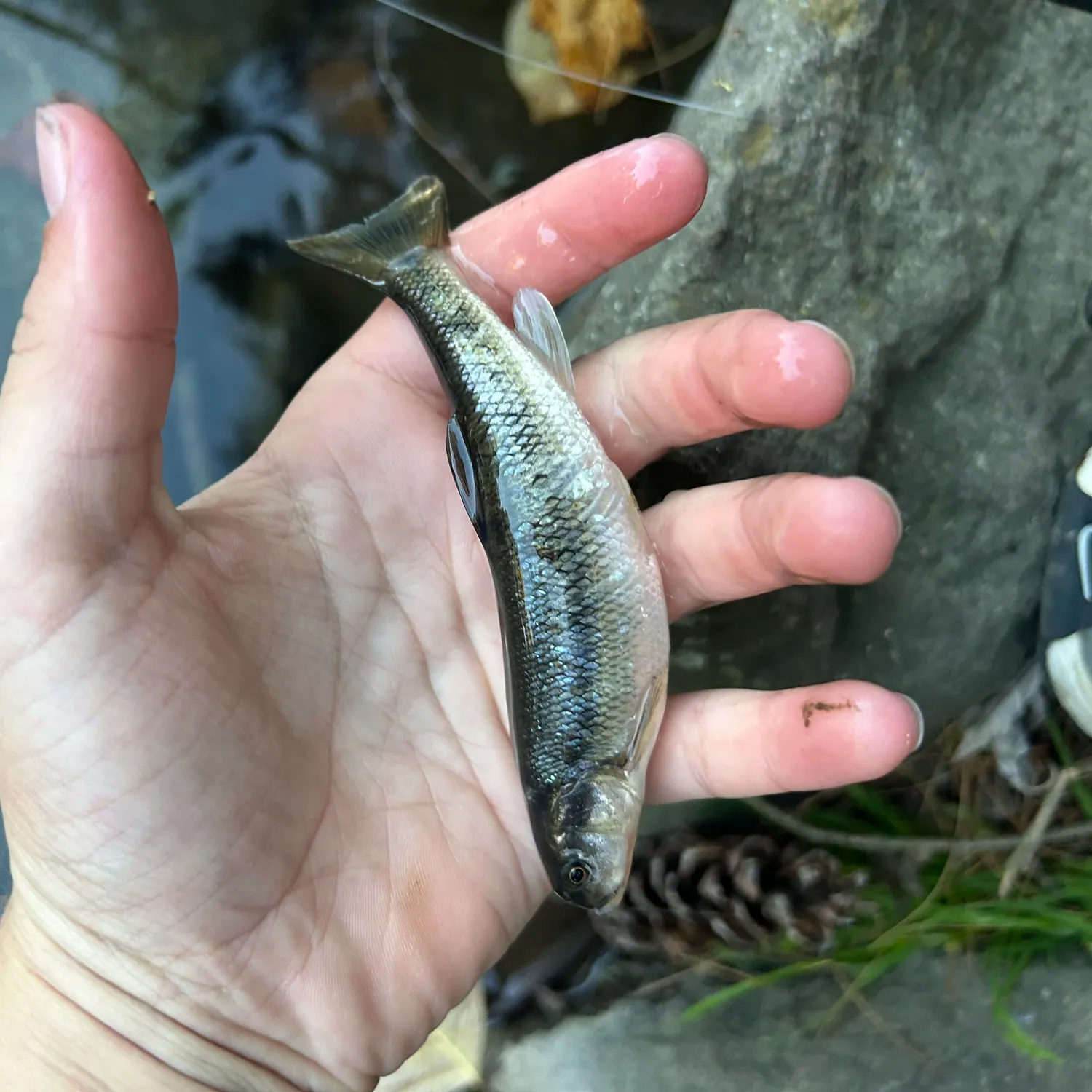 Creek chub caught on Fishbrain