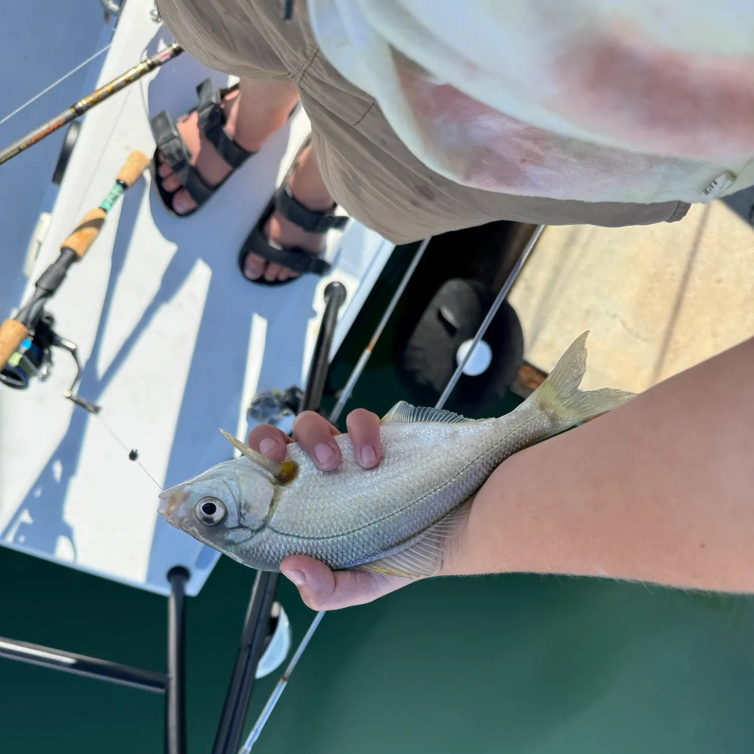 The most recent White seaperch catches on Fishbrain