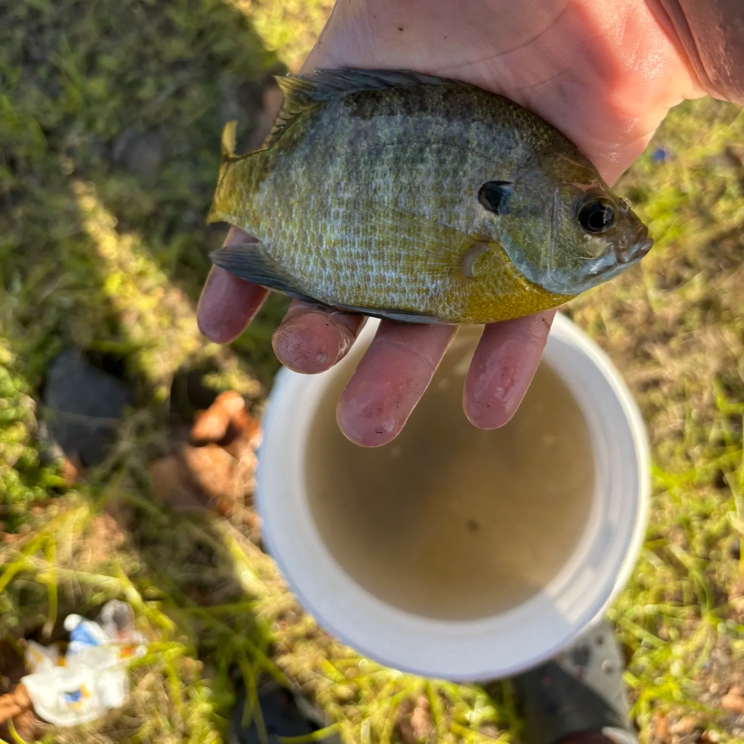 Greengill hybrid caught on Fishbrain