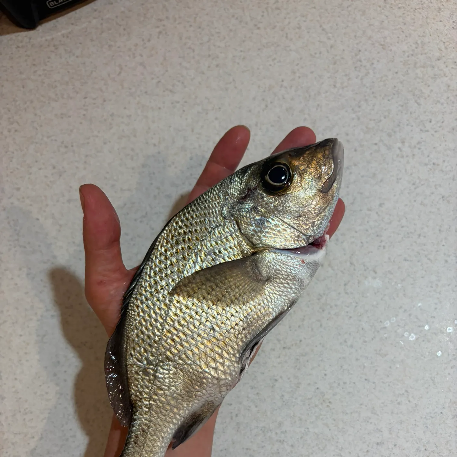 The most recent Sailor's choice grunt catches on Fishbrain