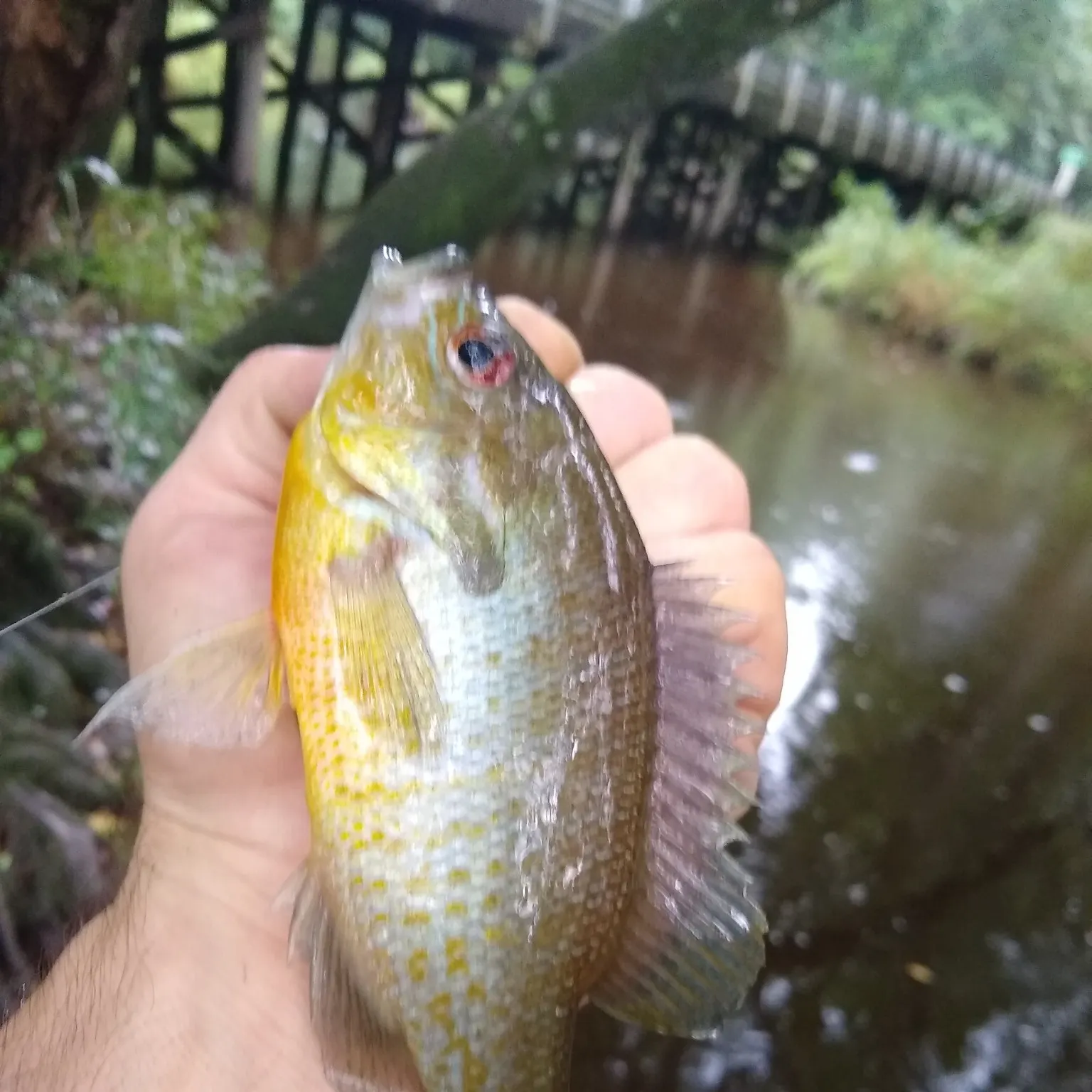 angler catch