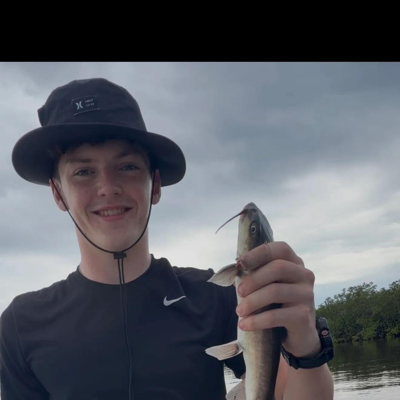 Hardhead sea catfish caught on Fishbrain