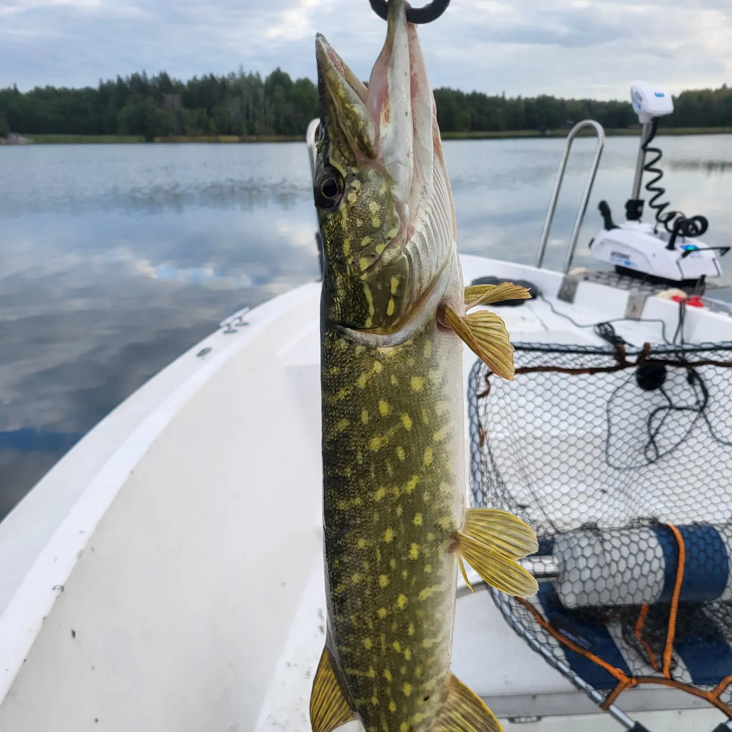 Northern pike caught on Fishbrain