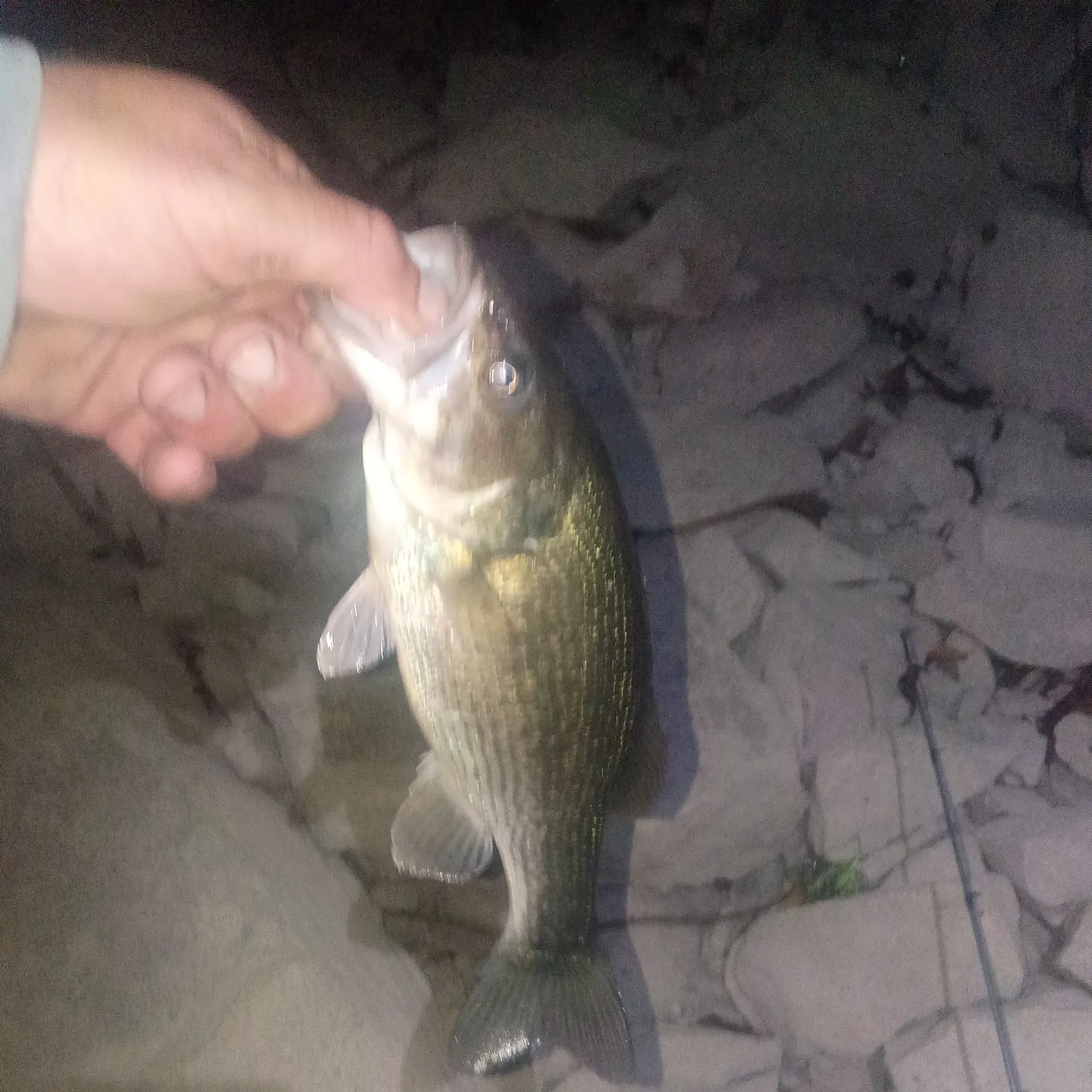 Spotted bass caught on Fishbrain