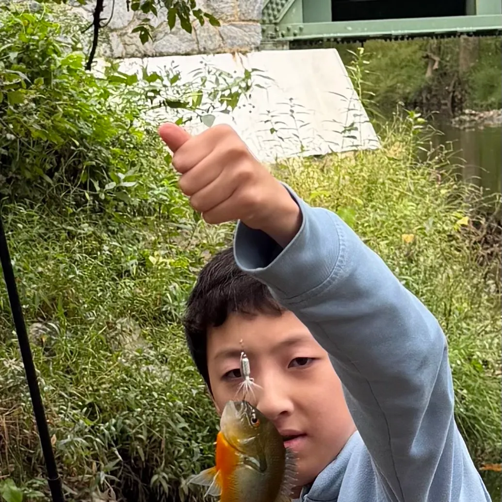 Redbreast sunfish caught on Fishbrain