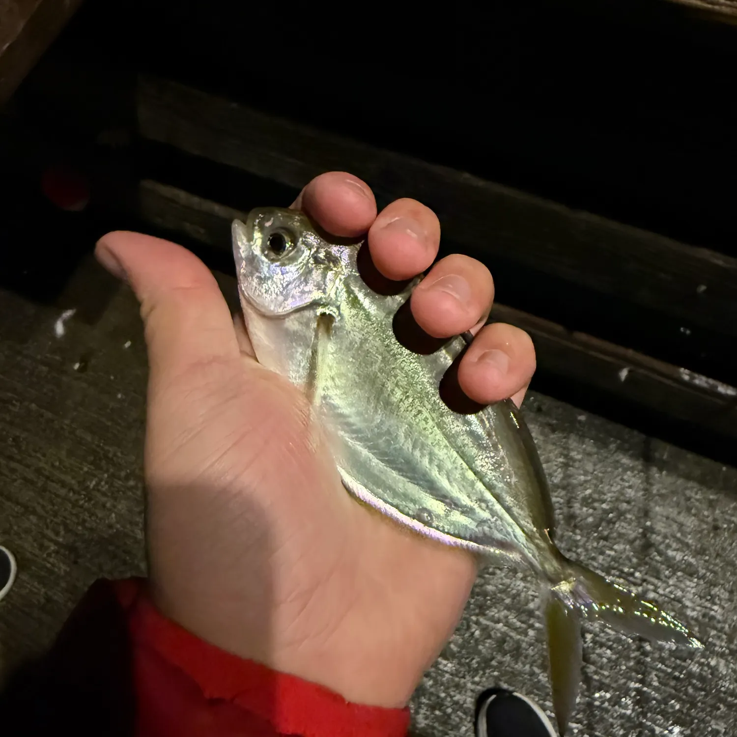 The most recent Pacific pompano catches on Fishbrain