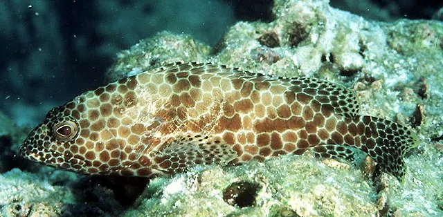 Honeycomb grouper