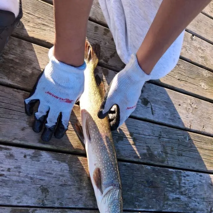 Northern pike caught on Fishbrain