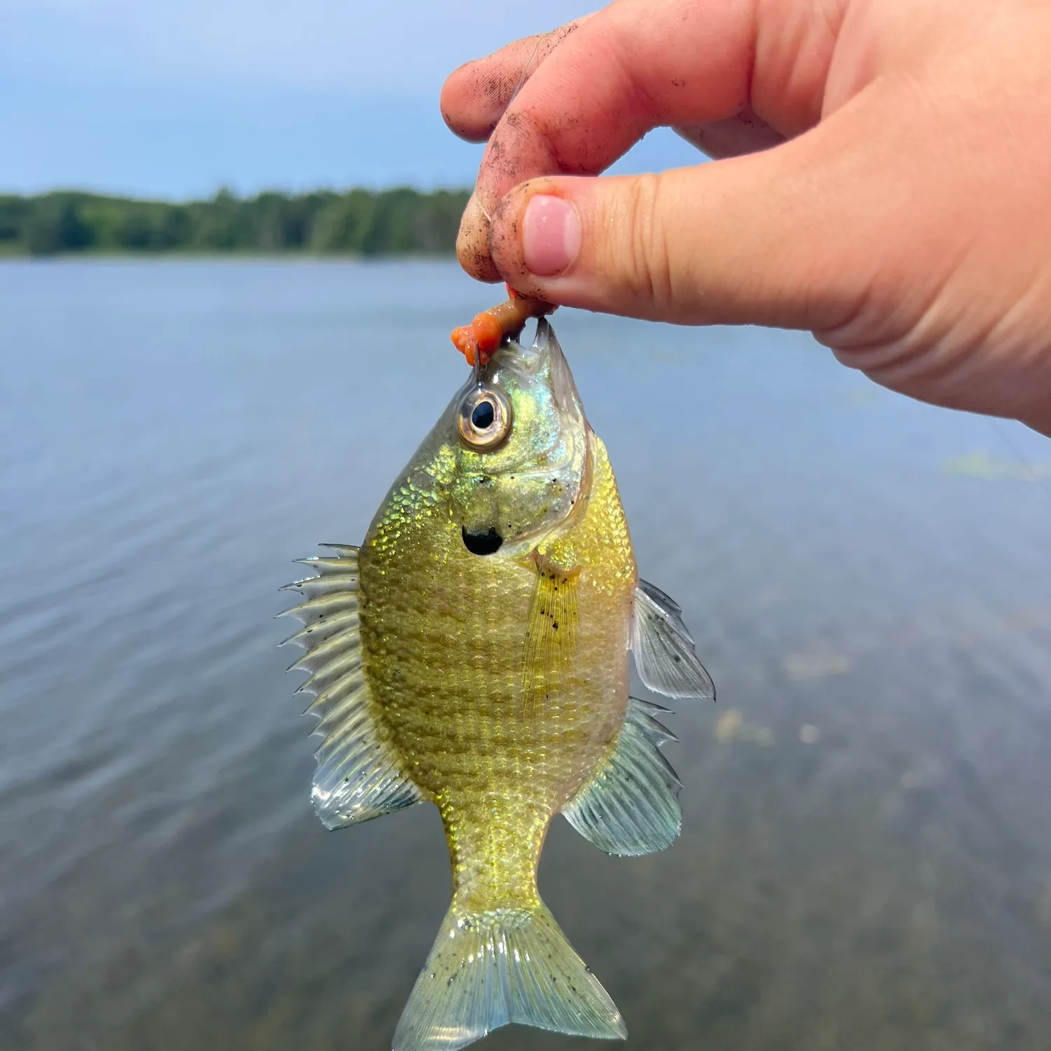 Bluegill caught on Fishbrain