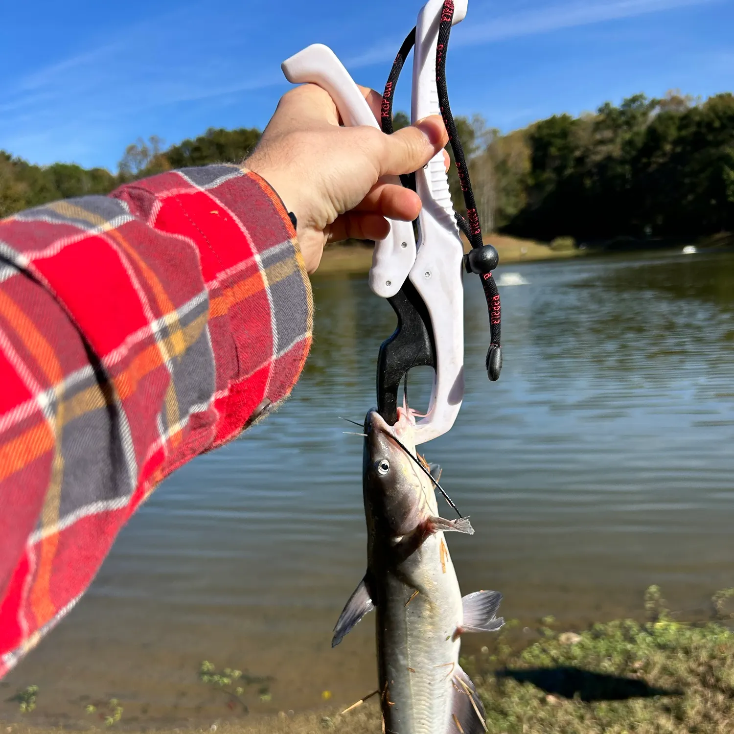 Channel catfish caught on Fishbrain