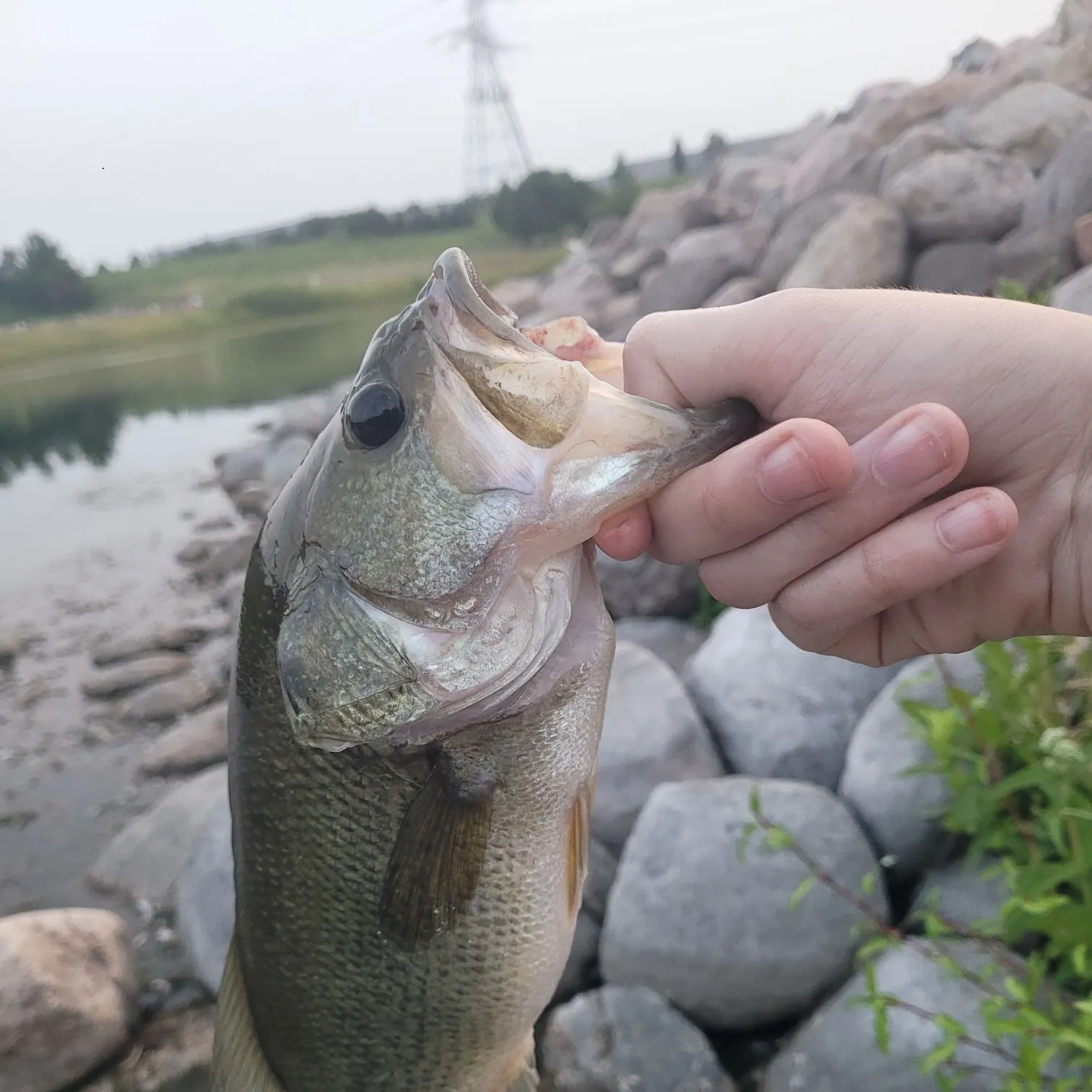 Largemouth bass caught on Fishbrain