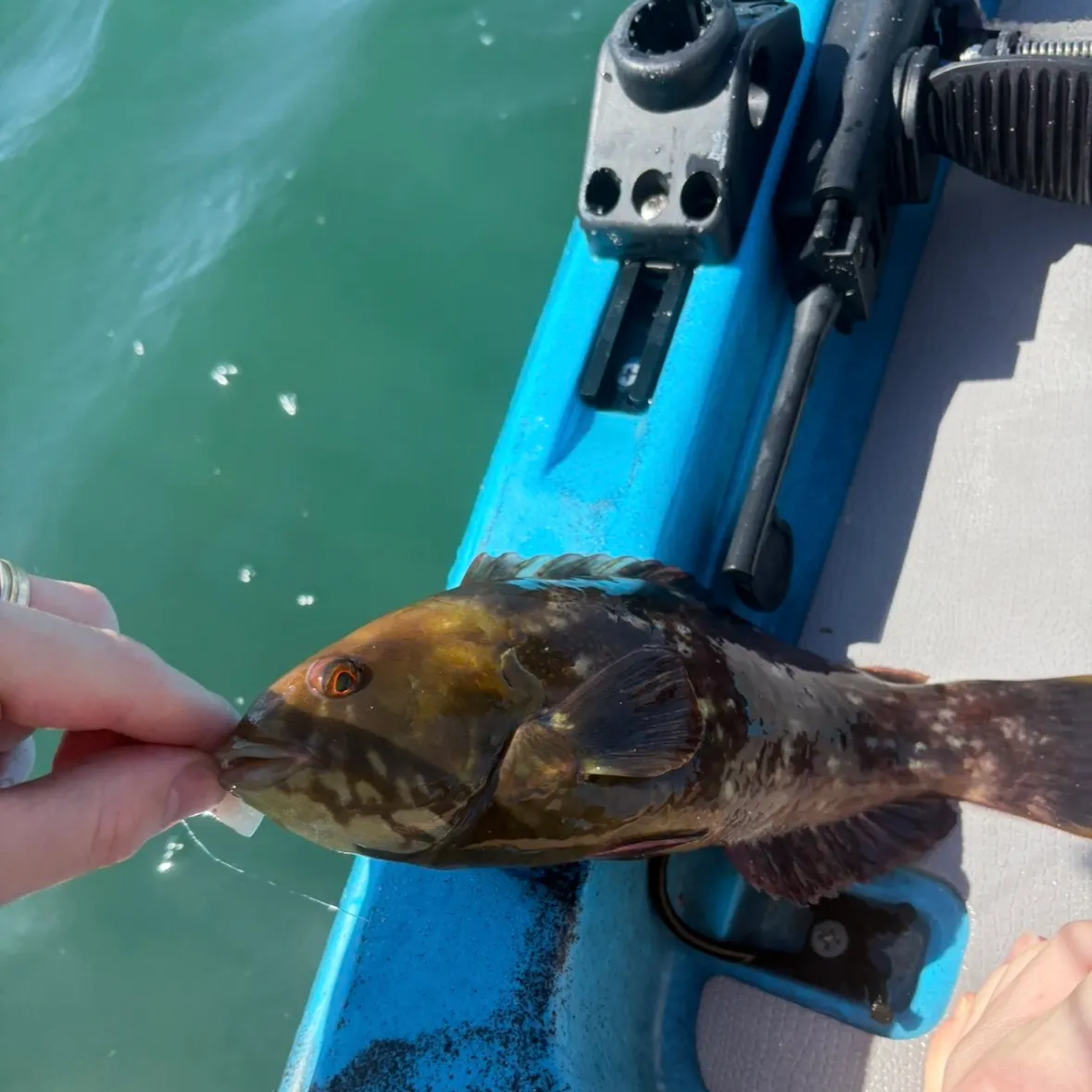 The most recent Brownspotted wrasse catches on Fishbrain