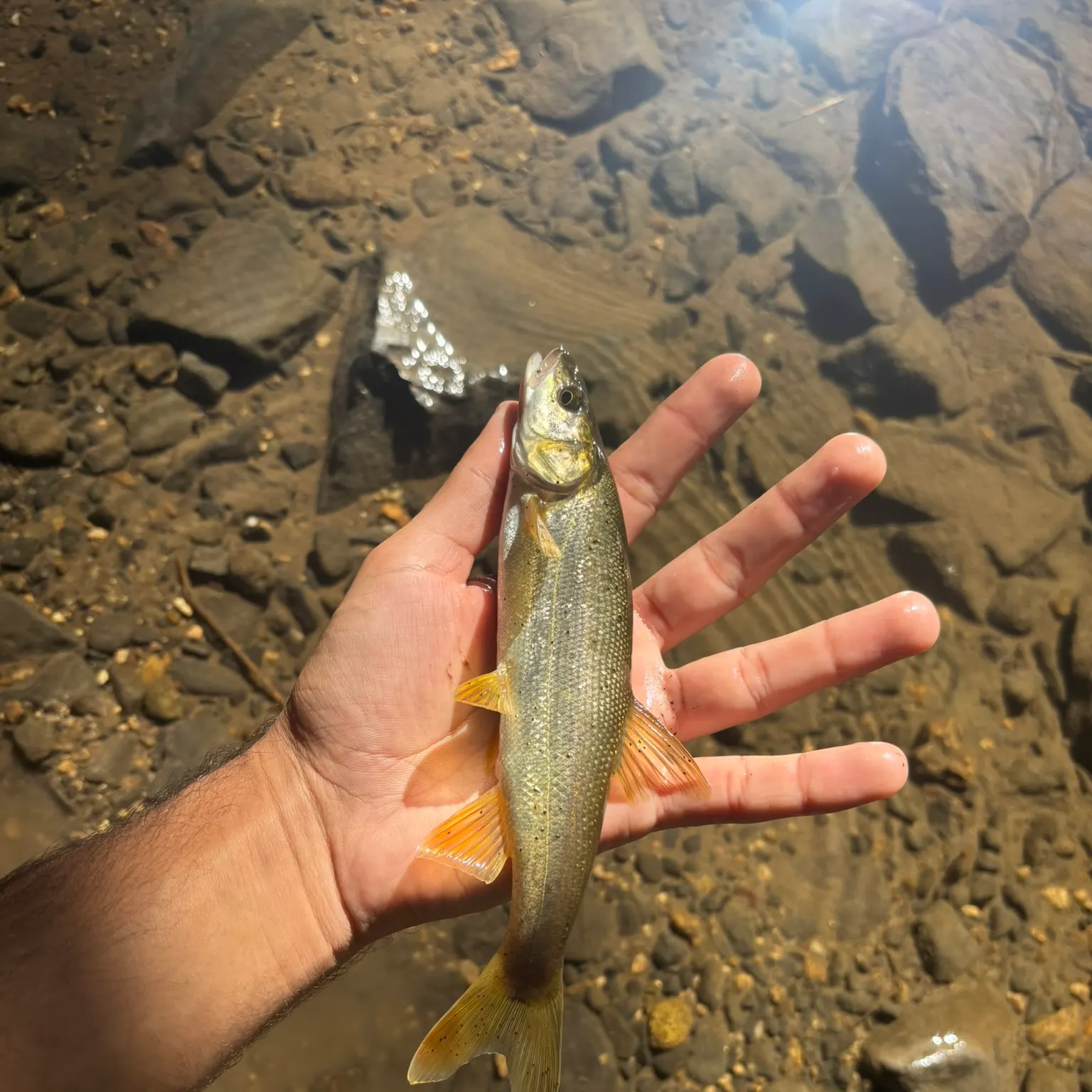 Northern pikeminnow caught on Fishbrain