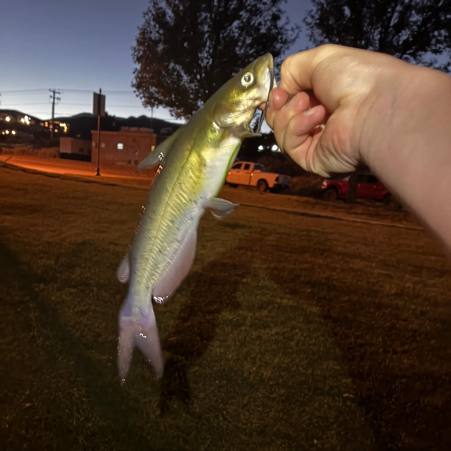 catch