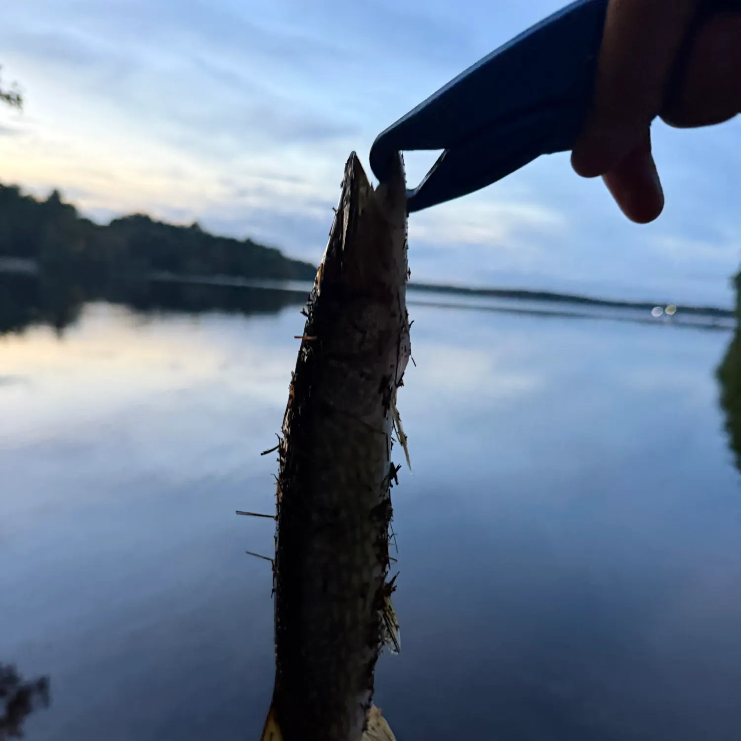 Chain pickerel caught on Fishbrain