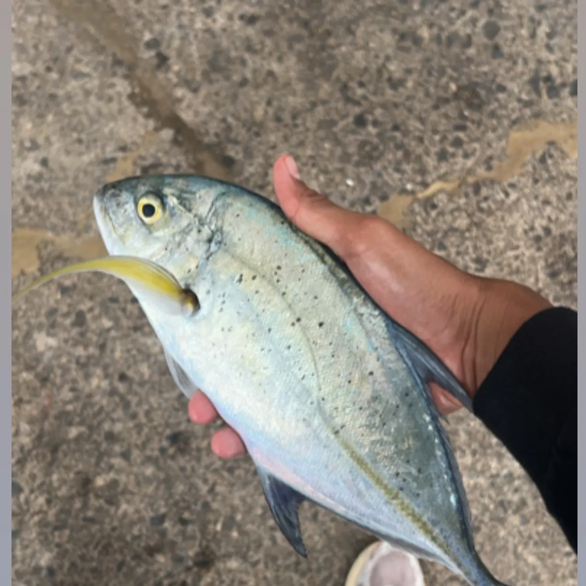 The most recent Giant trevally catches on Fishbrain