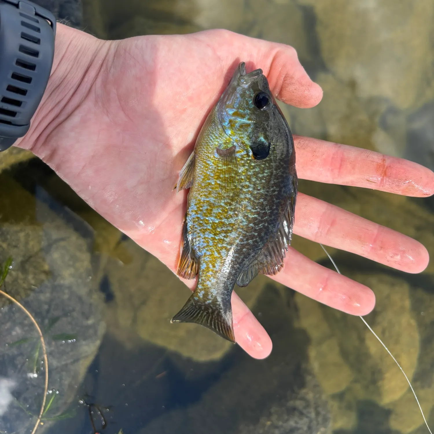 Green sunfish caught on Fishbrain