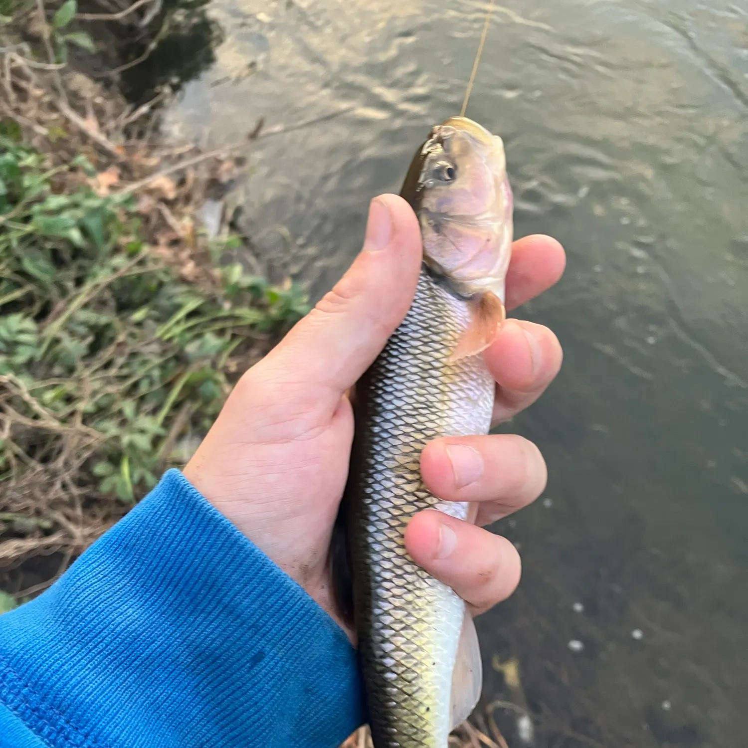 Creek chub caught on Fishbrain