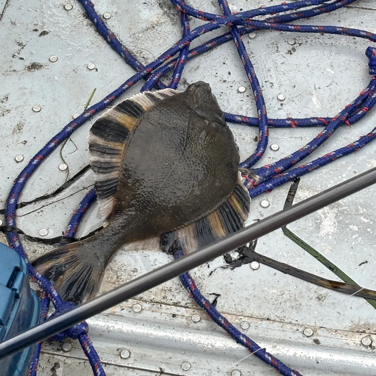 The most recent Flathead sole catches on Fishbrain
