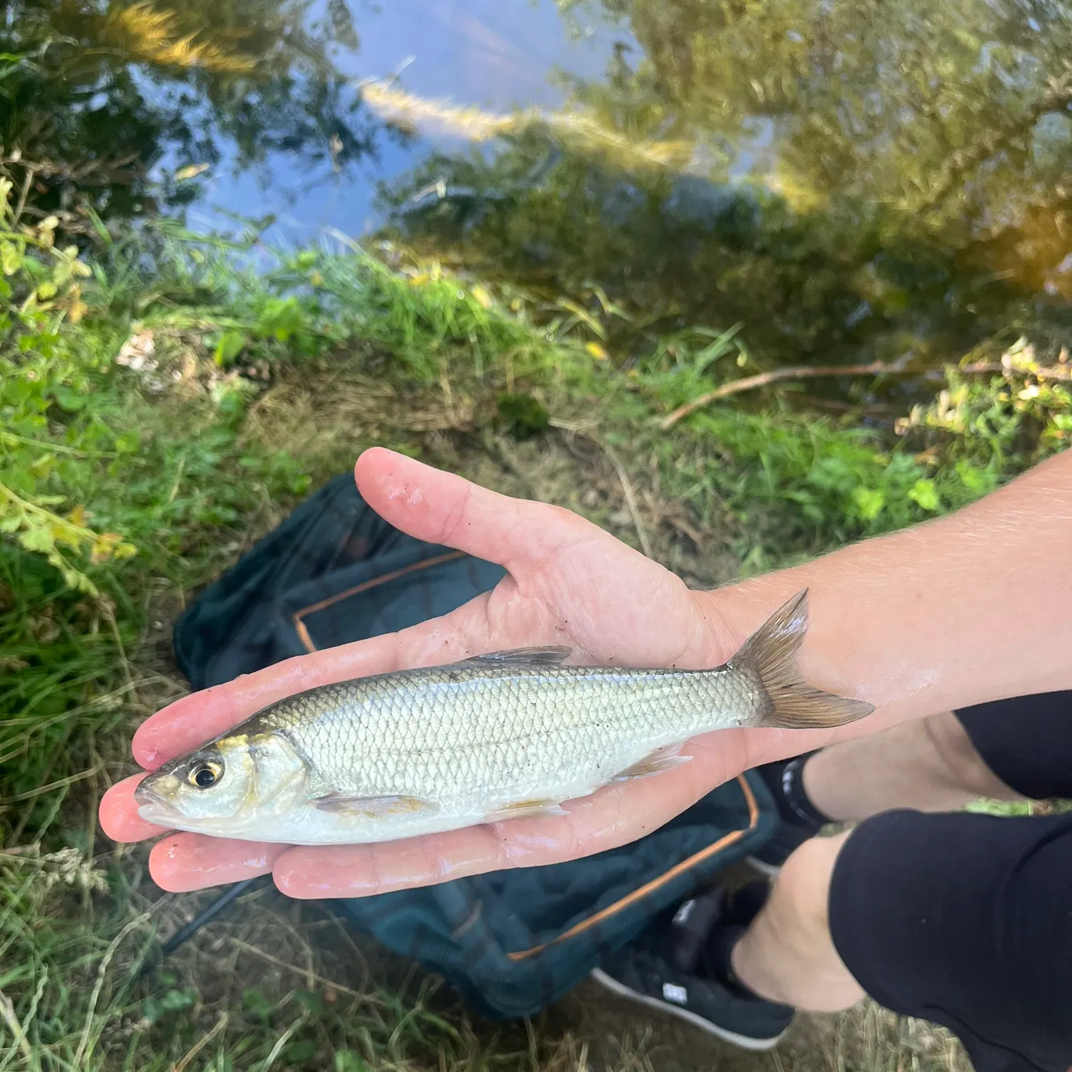 The most recent Common dace catches on Fishbrain