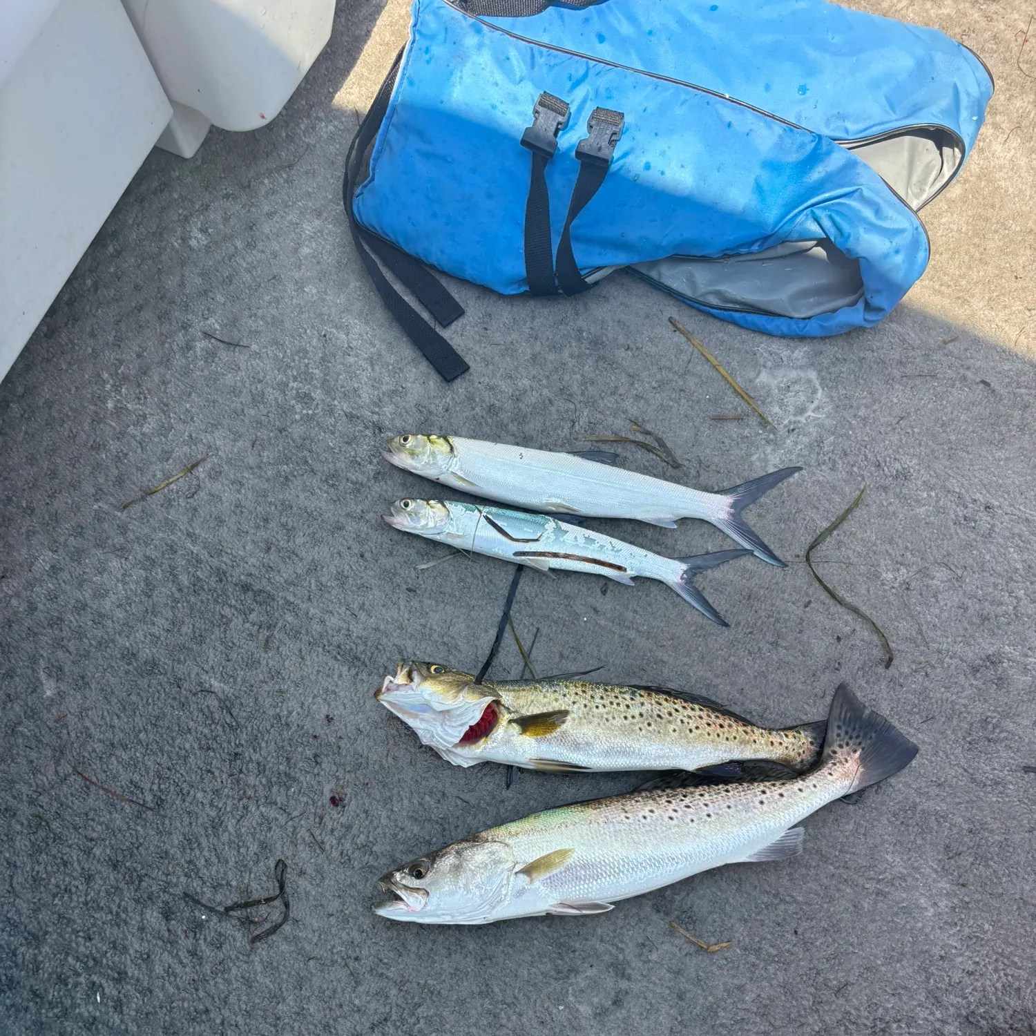 Ladyfish caught on Fishbrain