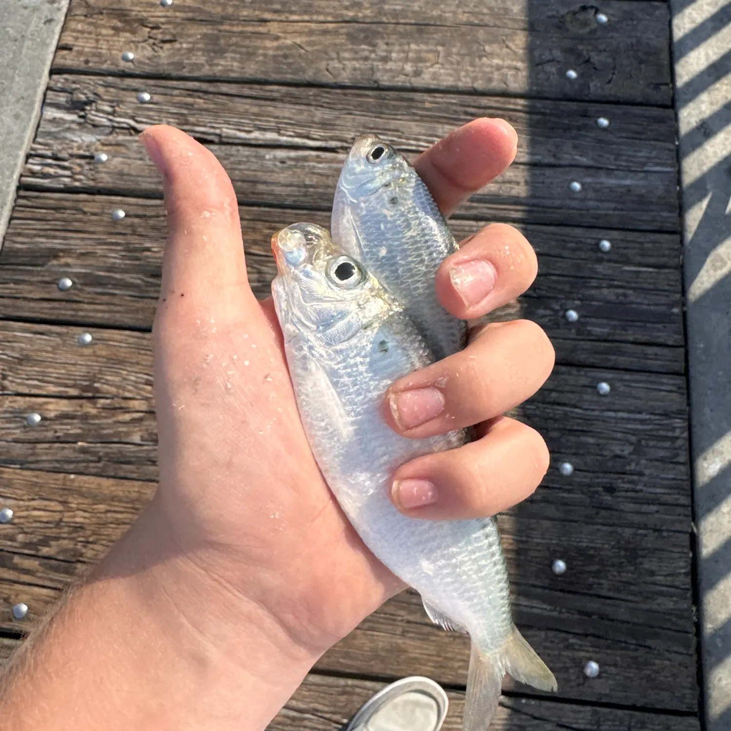 The most recent Scaled herring catches on Fishbrain