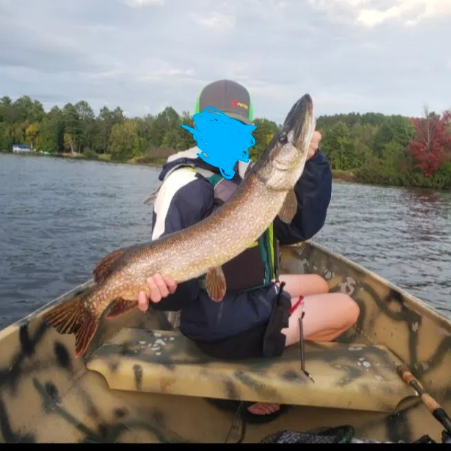 Northern pike caught on Fishbrain
