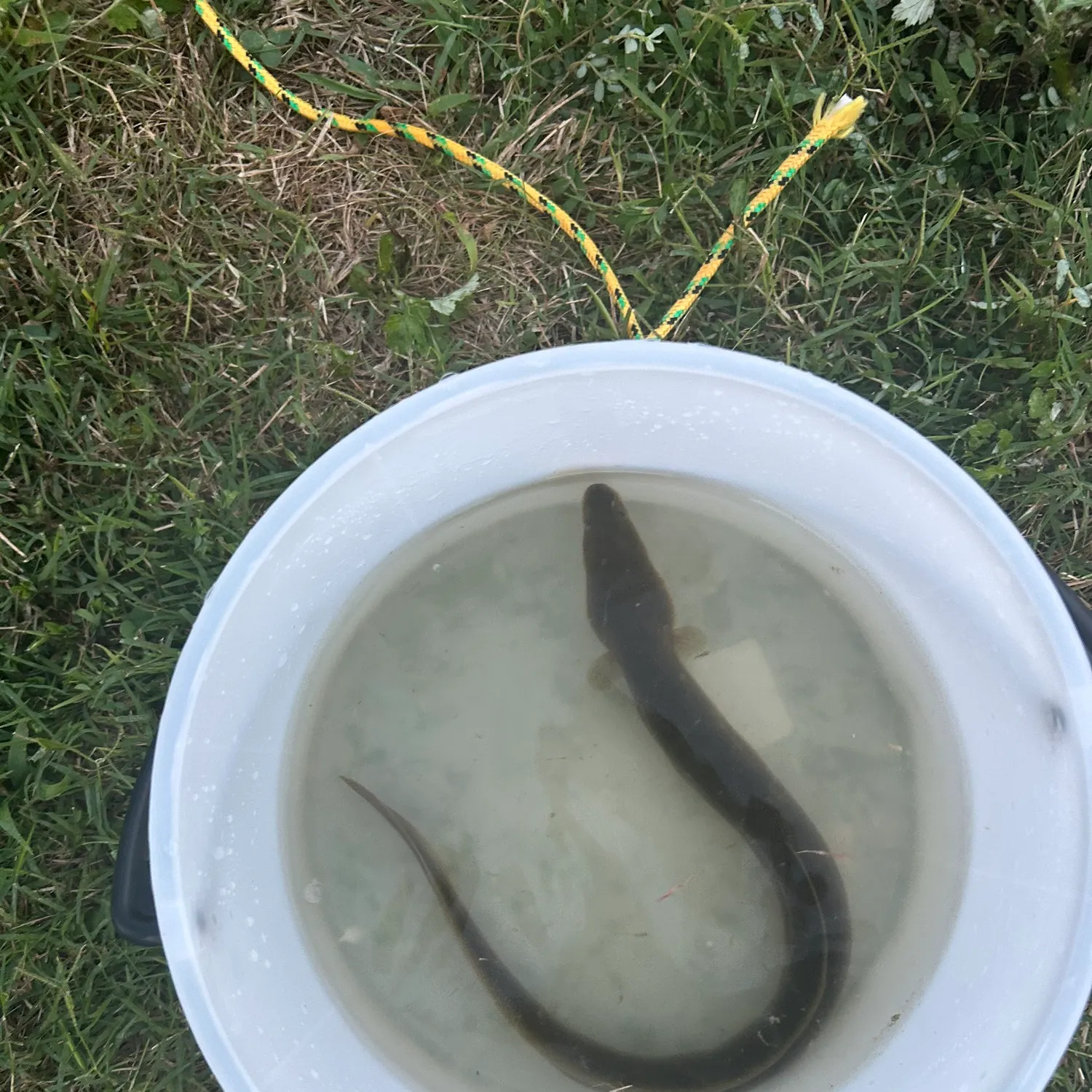 American eel caught on Fishbrain