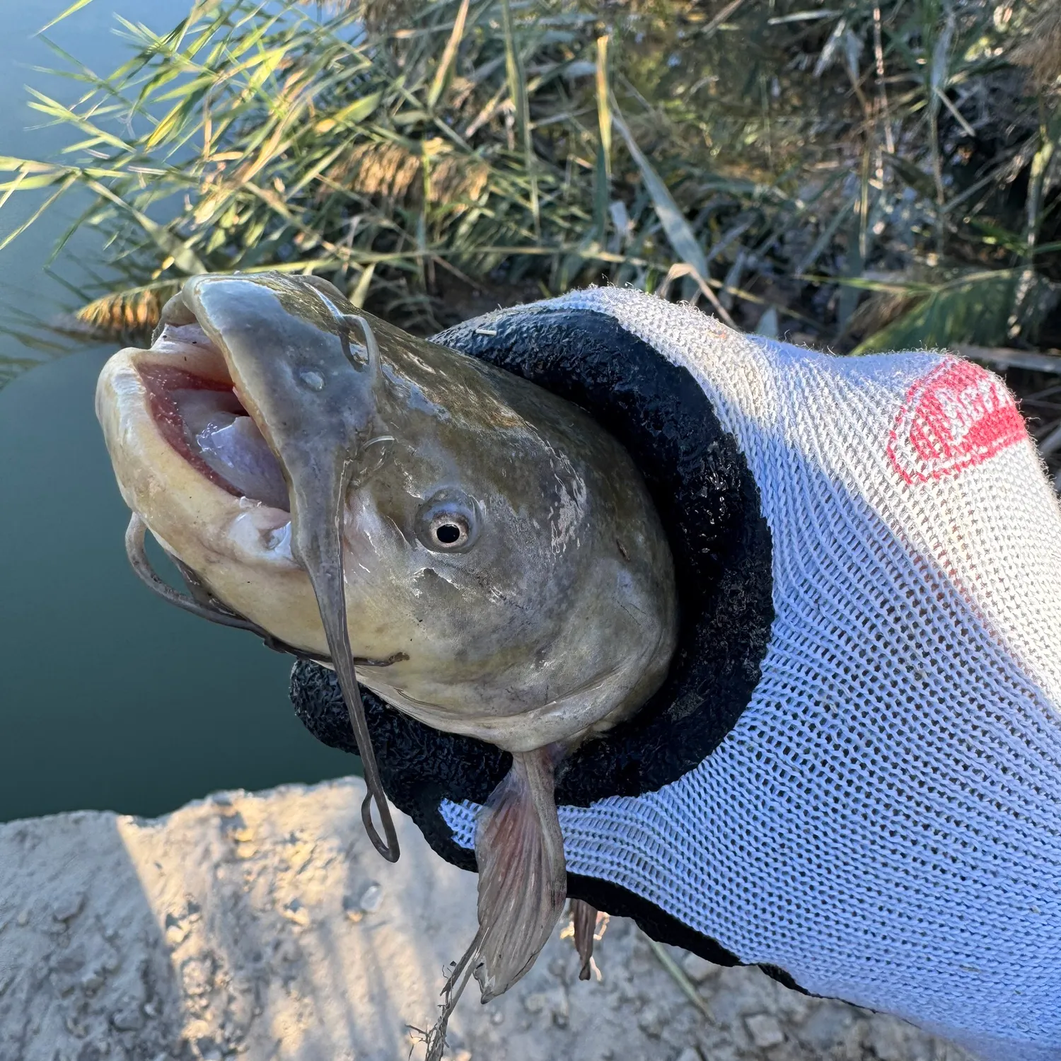 Channel catfish caught on Fishbrain