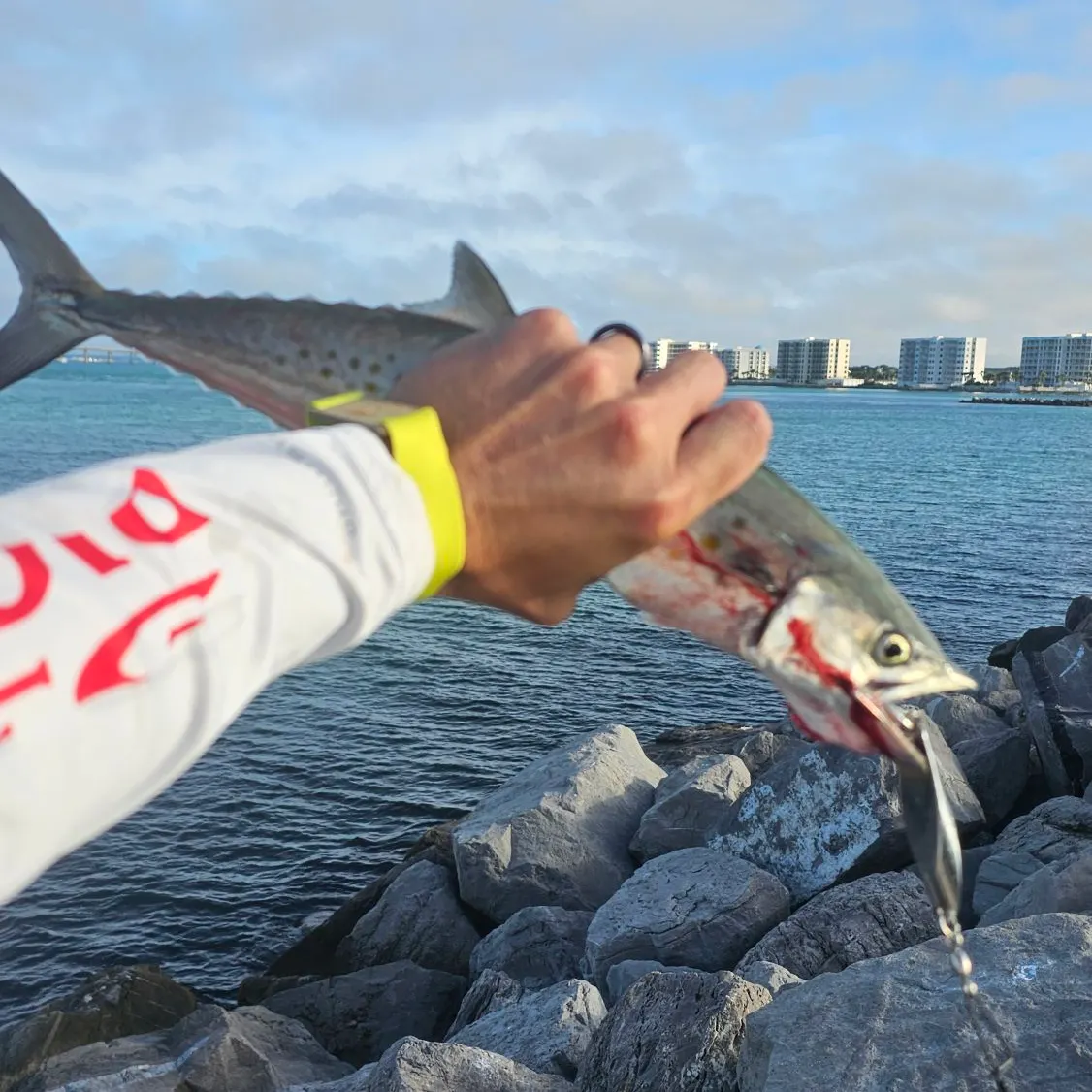 The most recent Spanish mackerel catches on Fishbrain
