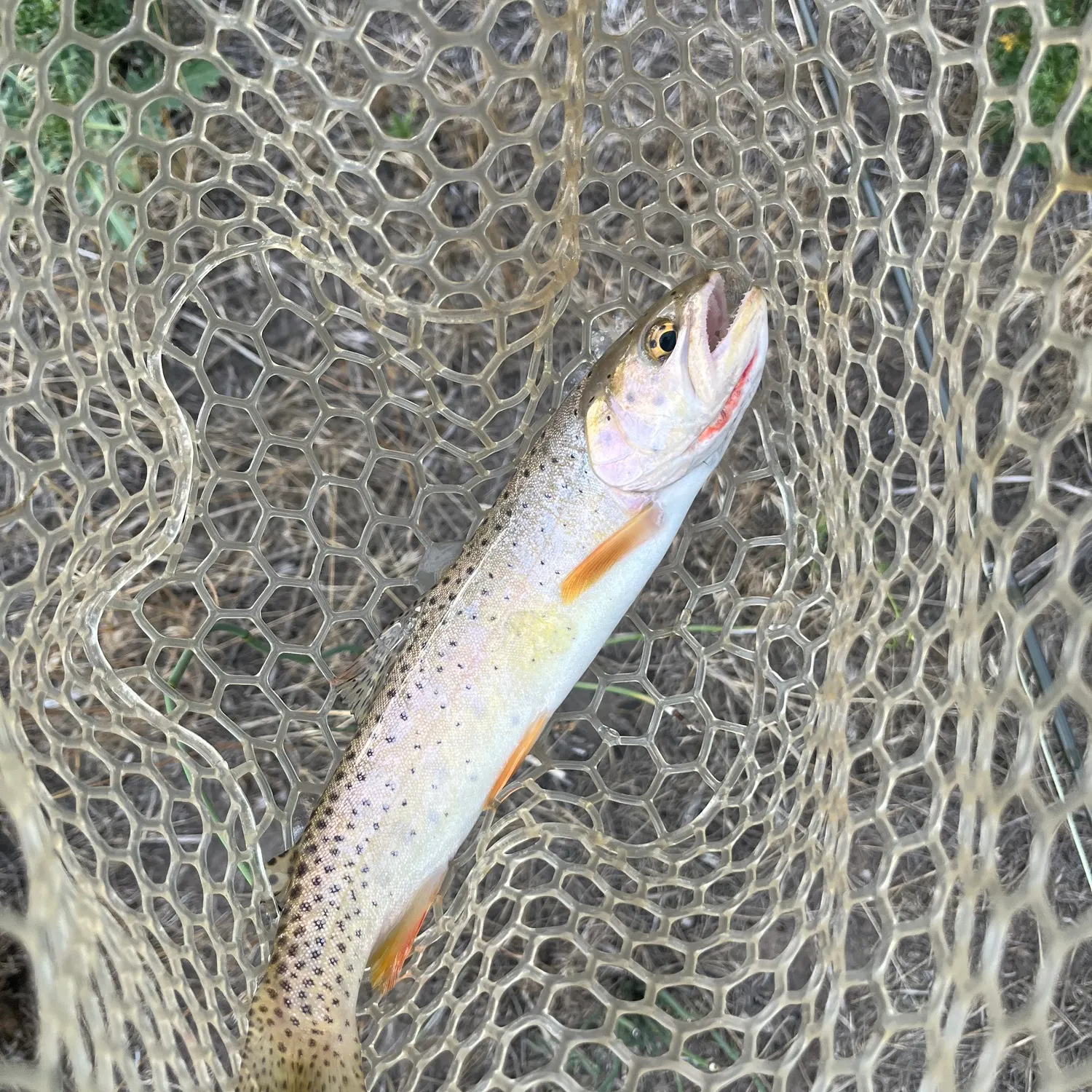 Cutthroat trout caught on Fishbrain