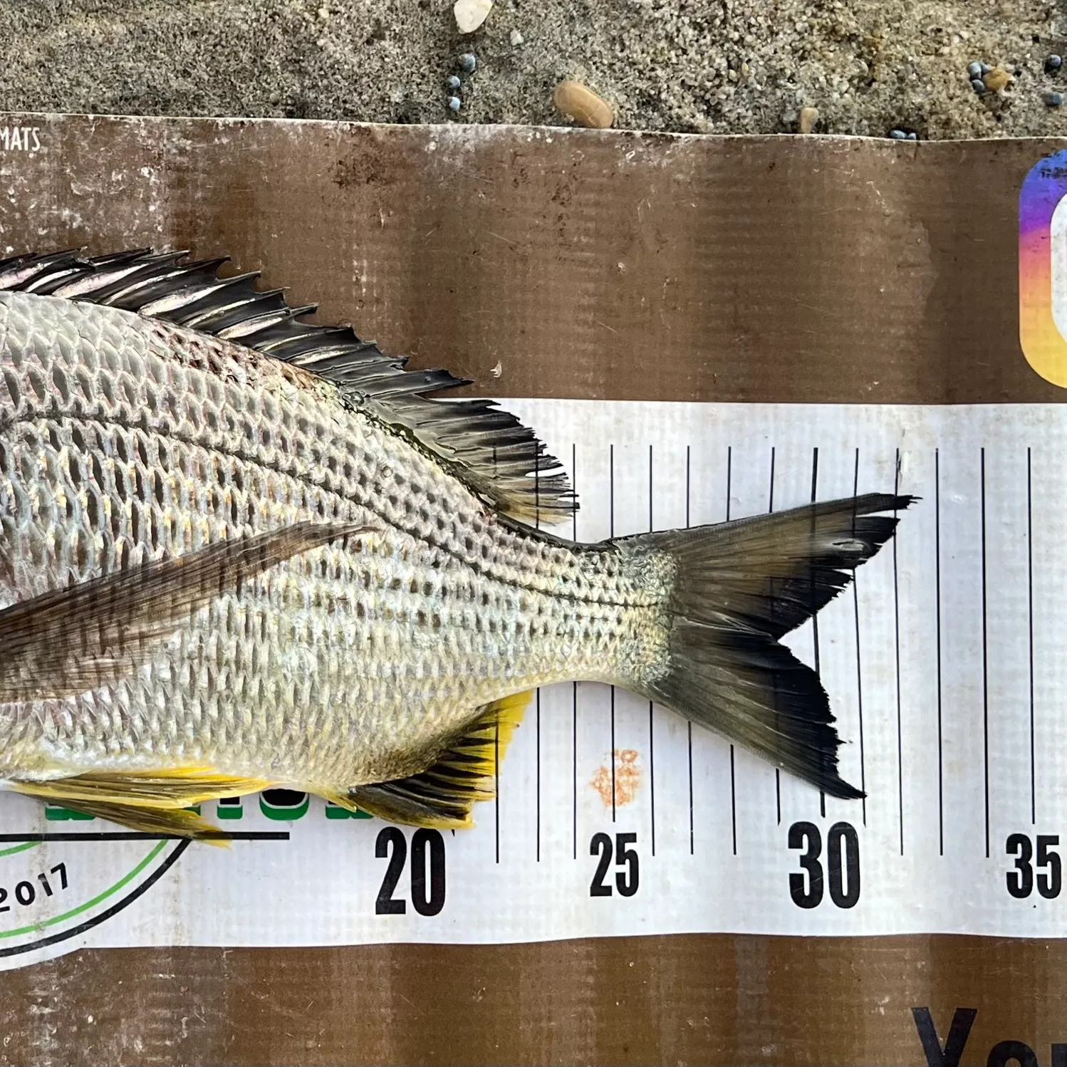 recently logged catches
