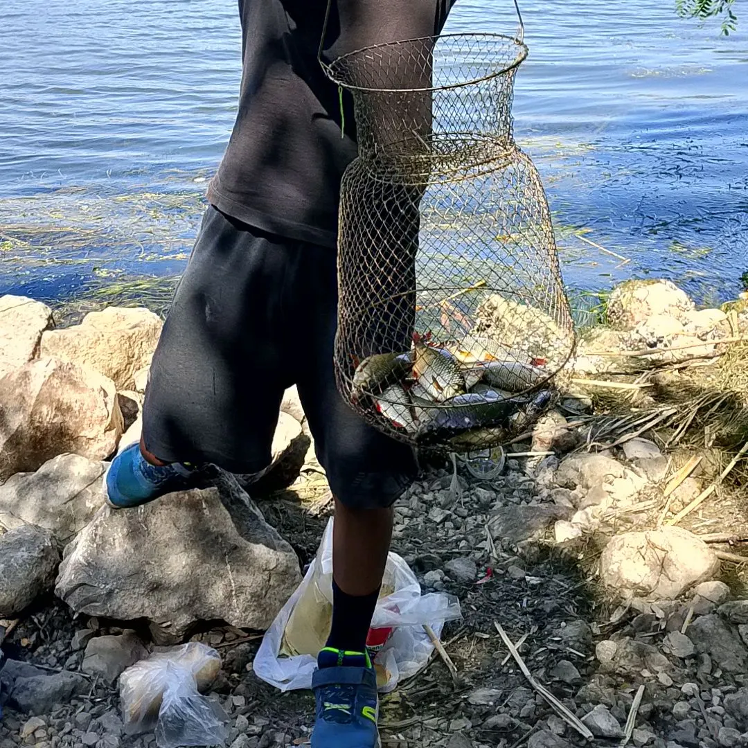 Common carp caught on Fishbrain