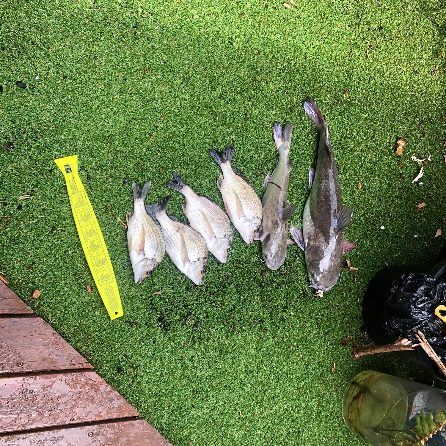 recently logged catches