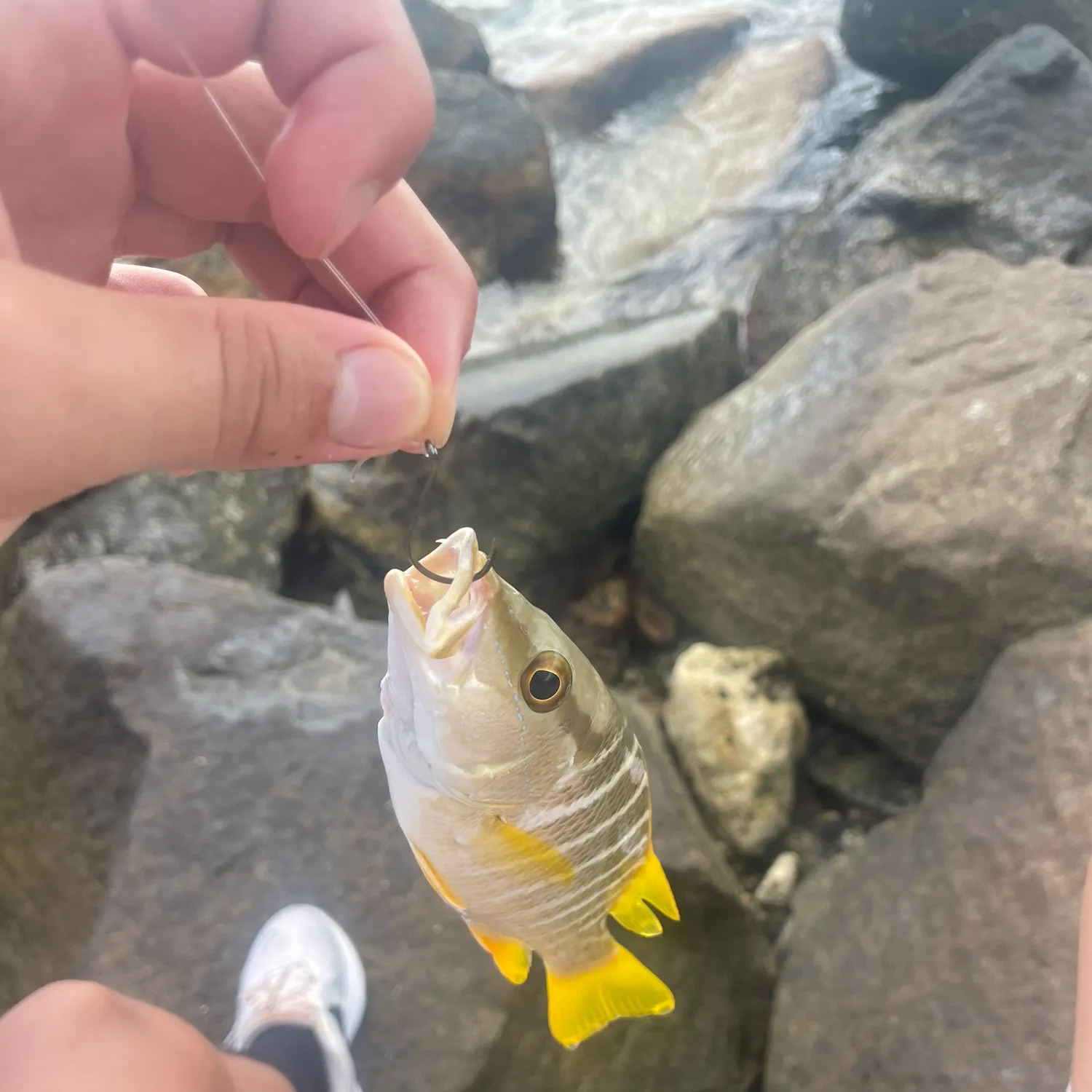 The most recent Schoolmaster snapper catches on Fishbrain