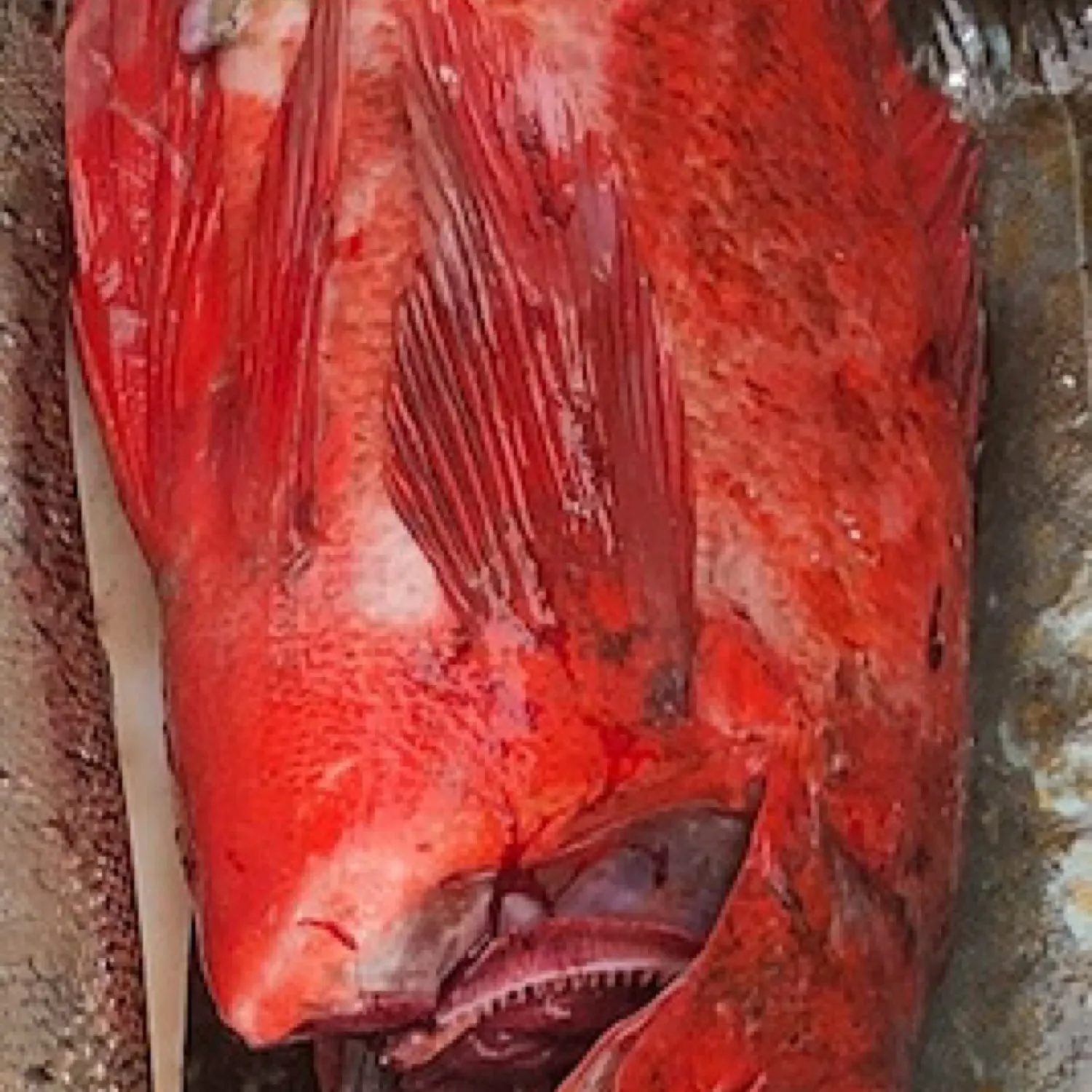 The most recent Vermilion rockfish catches on Fishbrain
